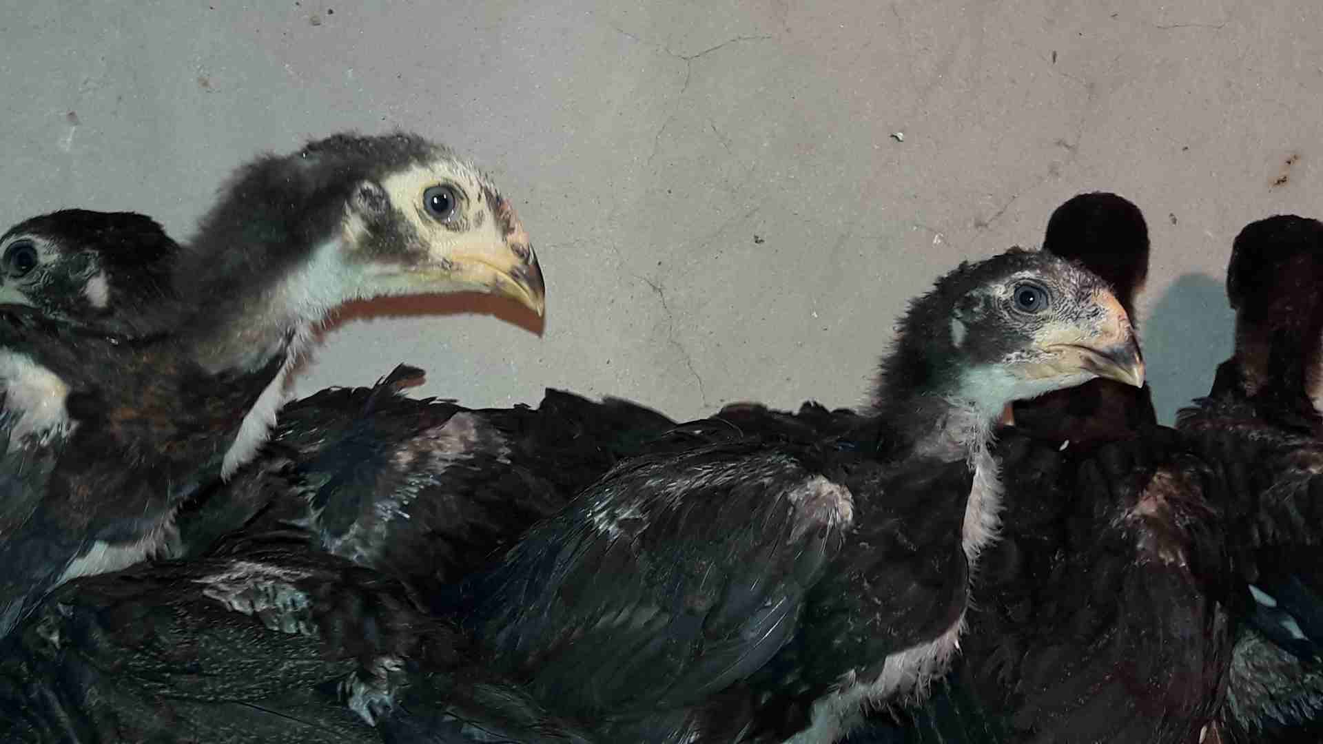 صوص بكستاني الماني شهرونص
لا تنسَ أنك شاهدت هذا الإعلان في عنكبوت
8حبات...