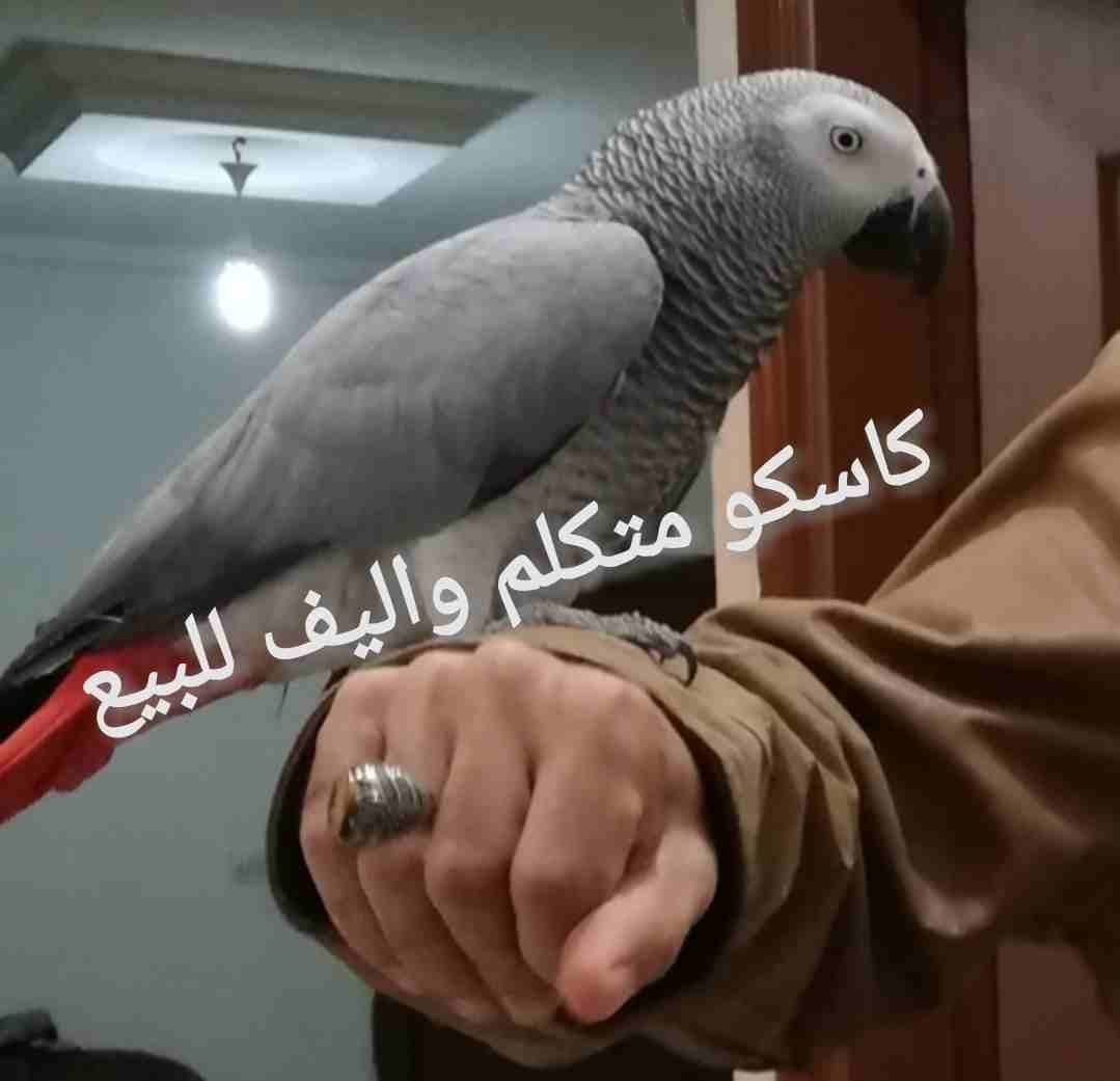 طبربور
لا تنسَ أنك شاهدت هذا الإعلان في عنكبوت
كاسكو متكلم واليف للبيع...