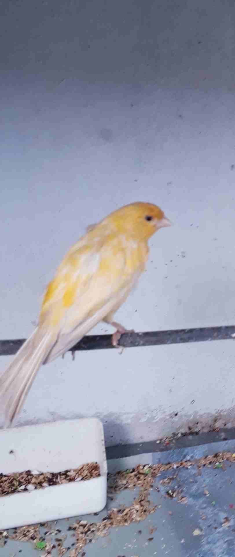 ما شاء الله فحل كنار جاهز للبيع فيو اشويه شحمه
لا تنسَ أنك شاهدت هذا الإعلان في عنكبوت
ما شاء ال...