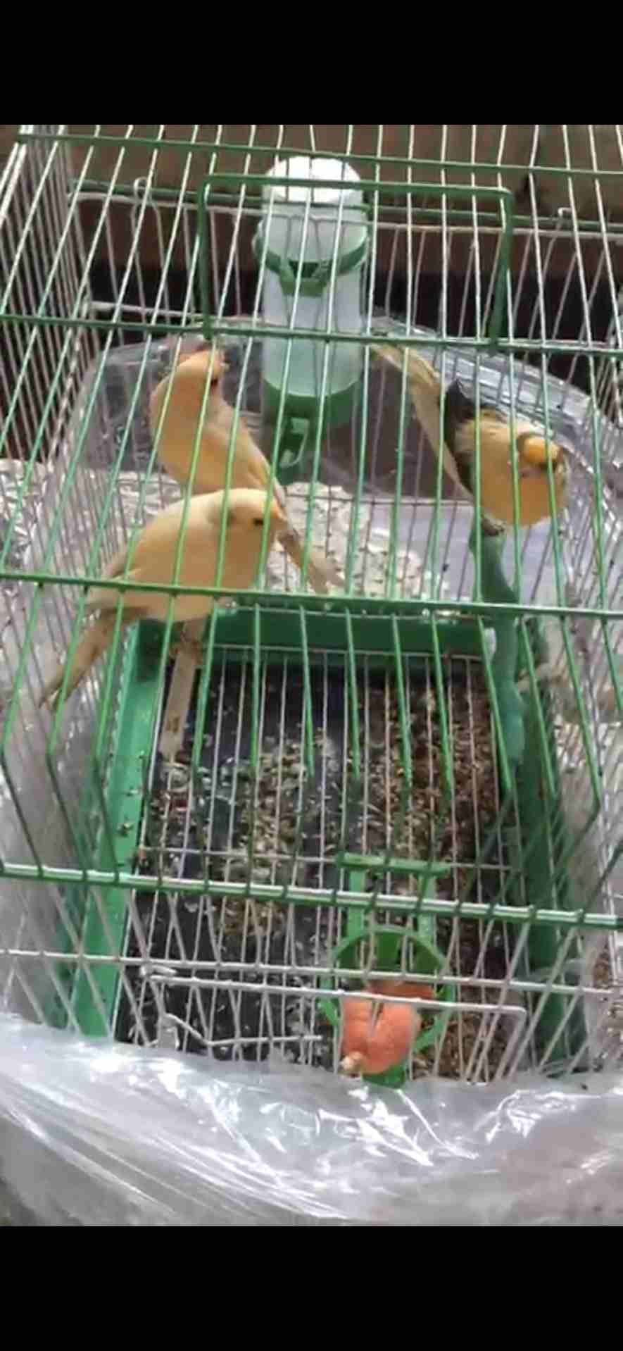 ثلاث فحول 2 جزري وواحد جزري ملطش بيشلبكو للبيع أو البدل على جوز جاهز
لا تنسَ أنك شاهدت هذا الإعلان في عنكبوت...