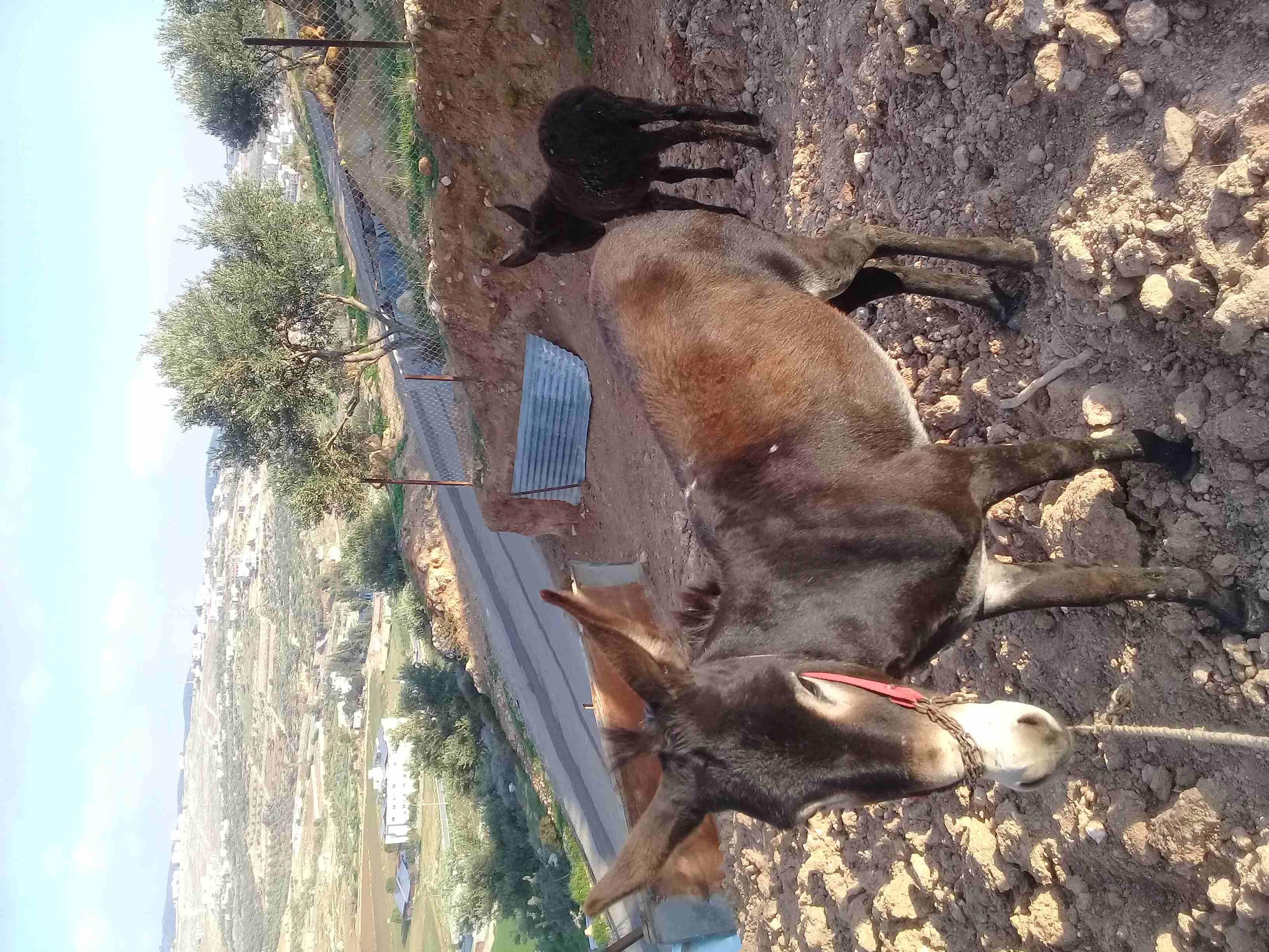 حماره وابنها للبيع
لا تنسَ أنك شاهدت هذا الإعلان في عنكبوت
حماره للبيع مع ابنها...