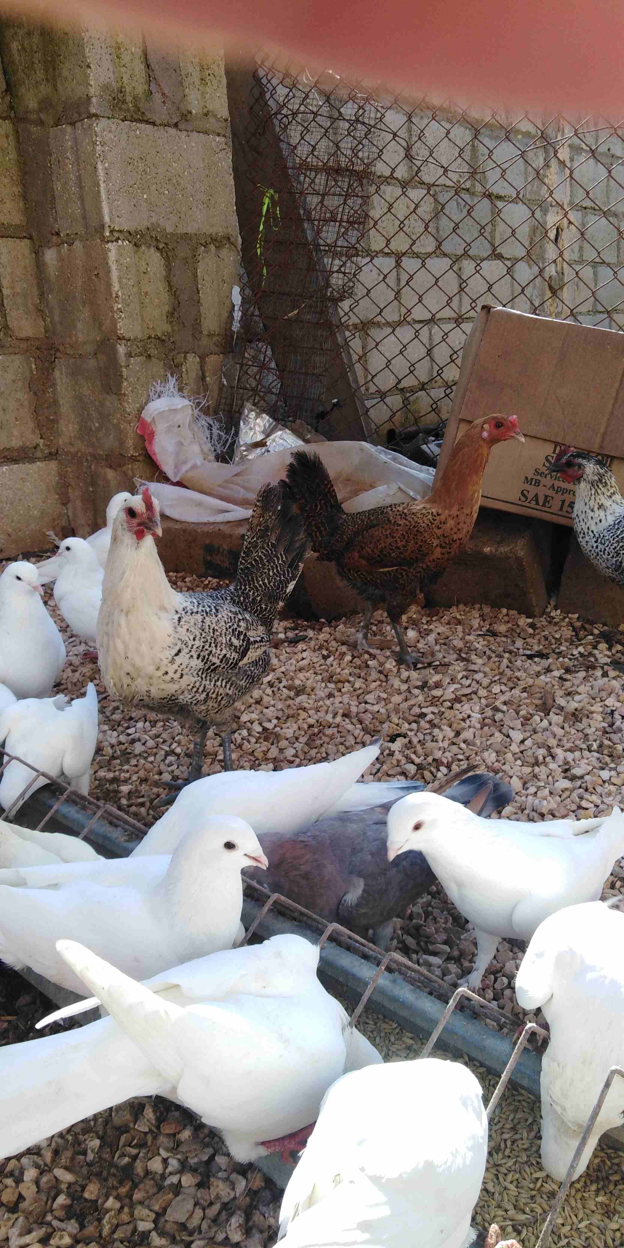 دجاج للبيع 12 وديكين
لا تنسَ أنك شاهدت هذا الإعلان في عنكبوت
12 جاجه بلدي وفيومي وديكين نخب النخب...