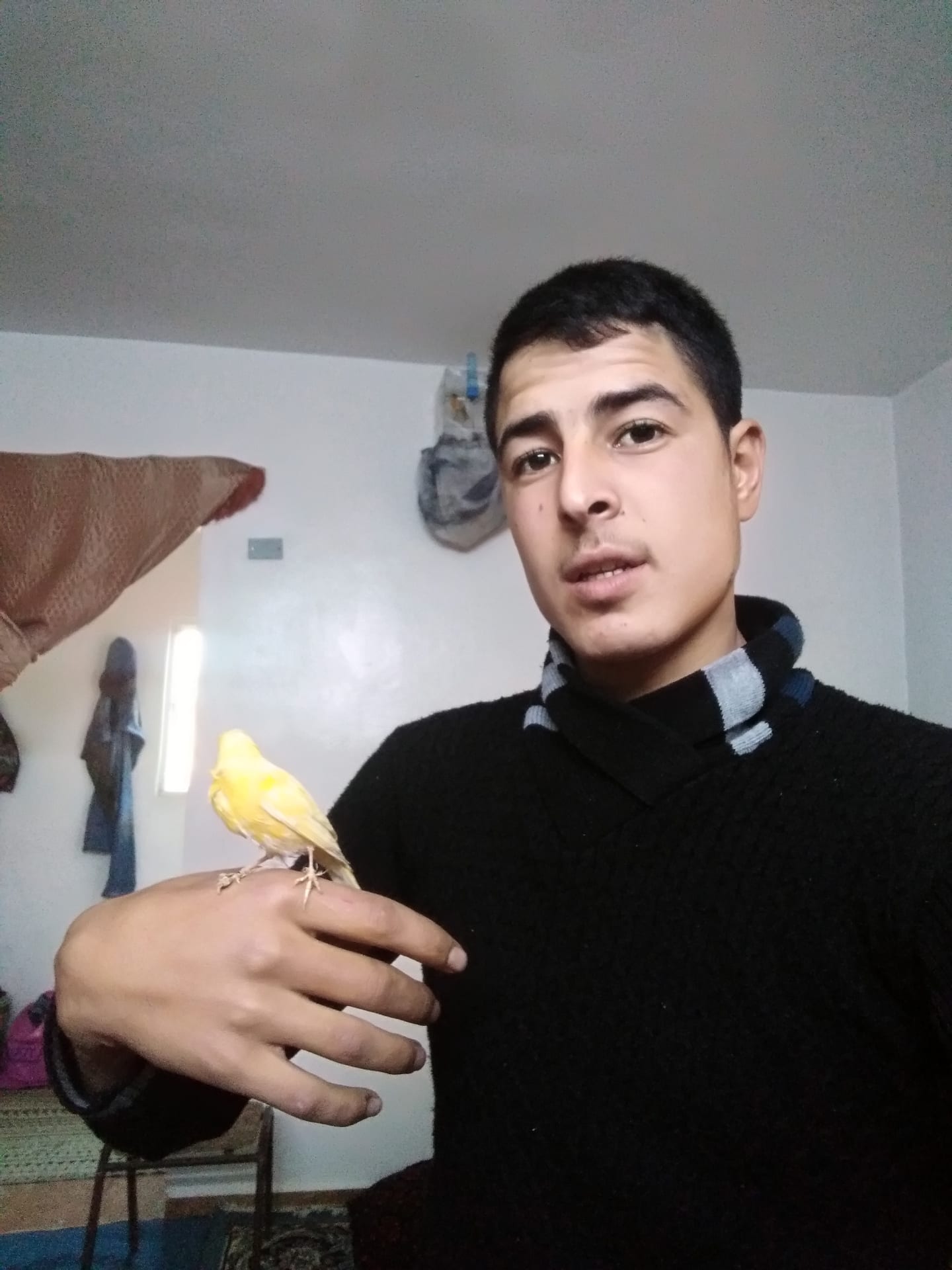 عصفور كنار
لا تنسَ أنك شاهدت هذا الإعلان في عنكبوت
حبة طويلة وبيوقف عالايد...