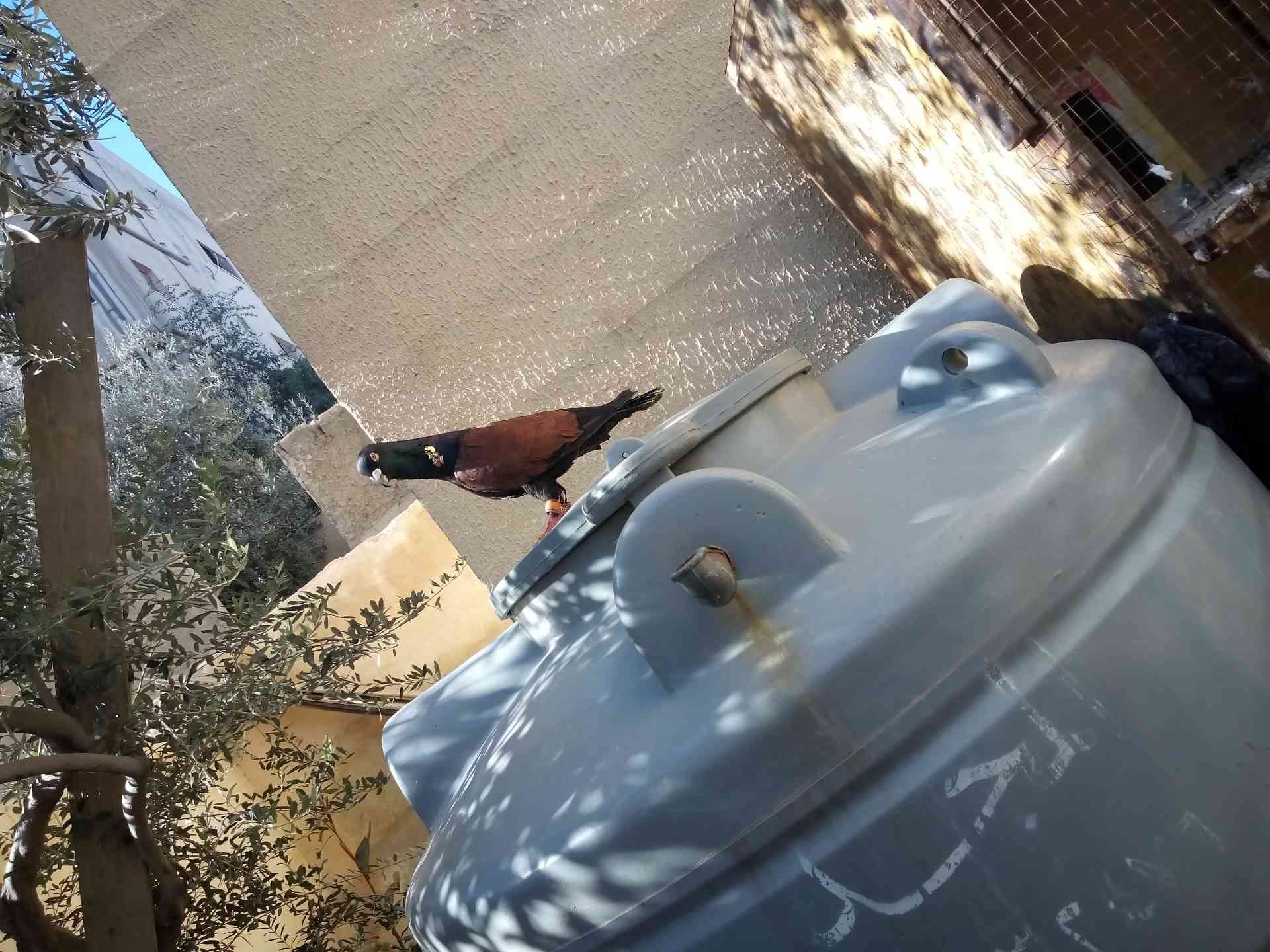 فحل للبيع
لا تنسَ أنك شاهدت هذا الإعلان في عنكبوت
فحل قرنفلي للبيع
او البدل...
