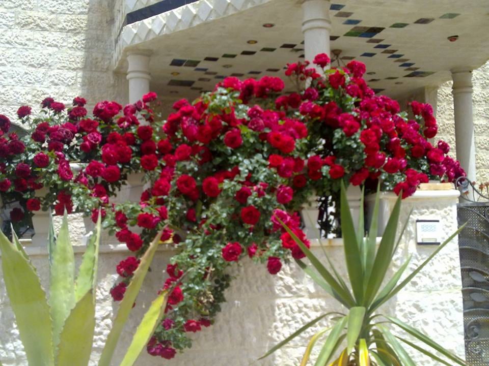 تصميم وتنفيذ الحدائق بأعلى درجات الاحترافيه
لا تنسَ أنك شاهدت هذا الإعلان في عنكبوت
نتشرف بخد...