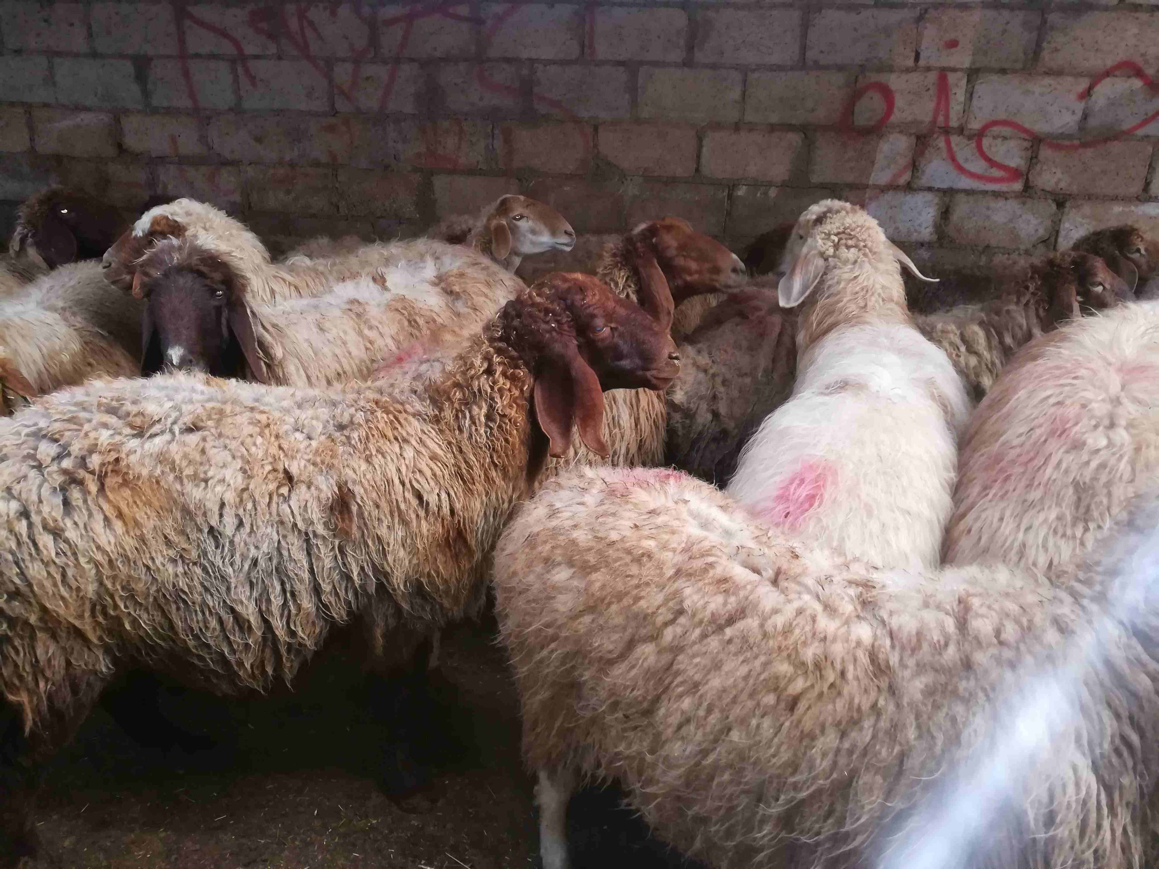 غنم معشير وا لحم
لا تنسَ أنك شاهدت هذا الإعلان في عنكبوت
غنم معشير ولحم عدد 19...