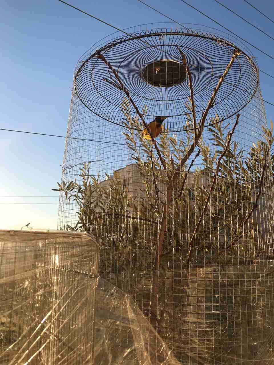 للعشاق التميز طائر الحباك العربي مع مطير فقط 33 دينار
لا تنسَ أنك شاهدت هذا الإعلان في عنكبوت...