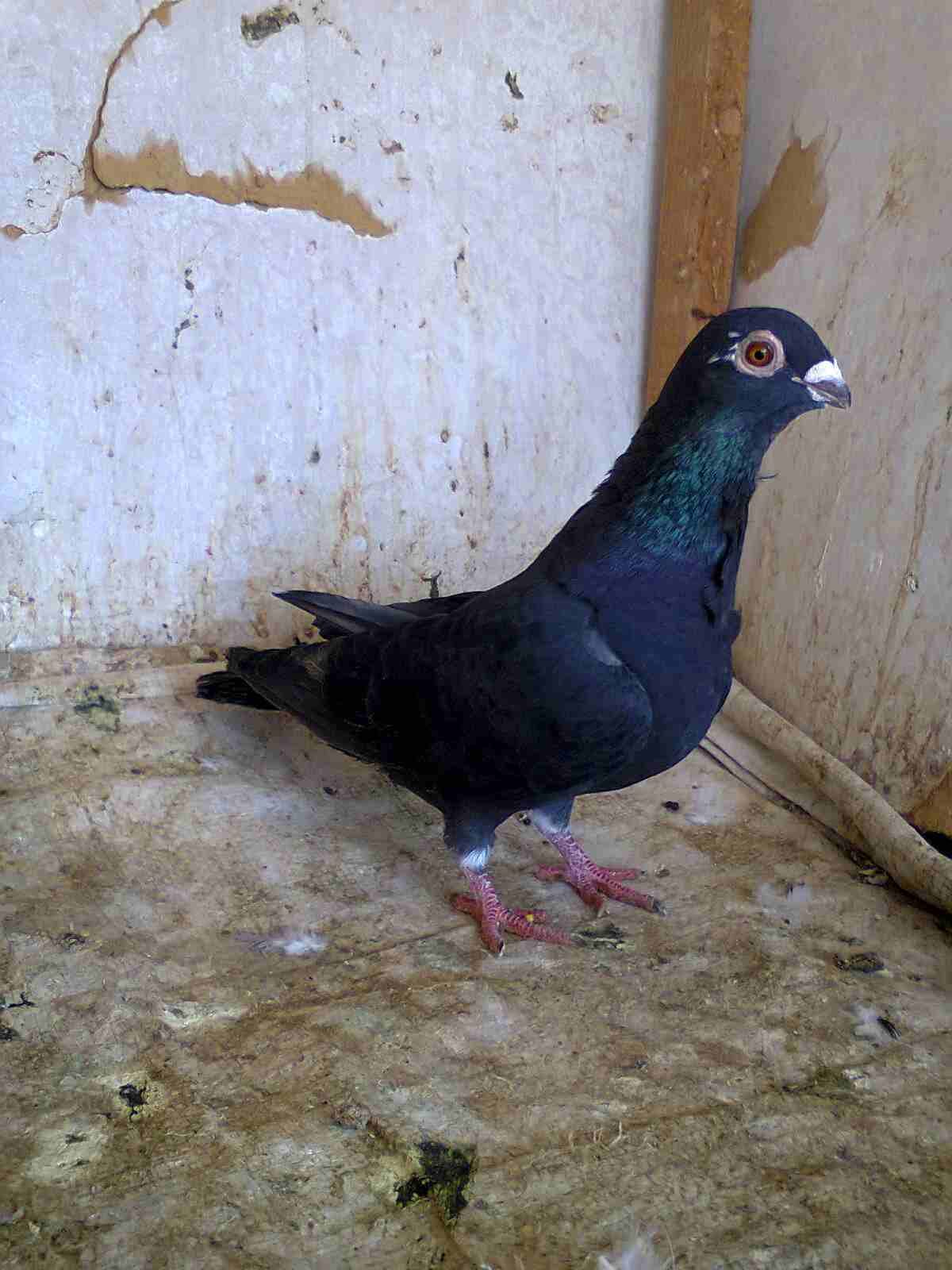 جواز زق وفحول كش وطواير فلت نخب
لا تنسَ أنك شاهدت هذا الإعلان في عنكبوت
21 جوز حمام بين فحول كش و...