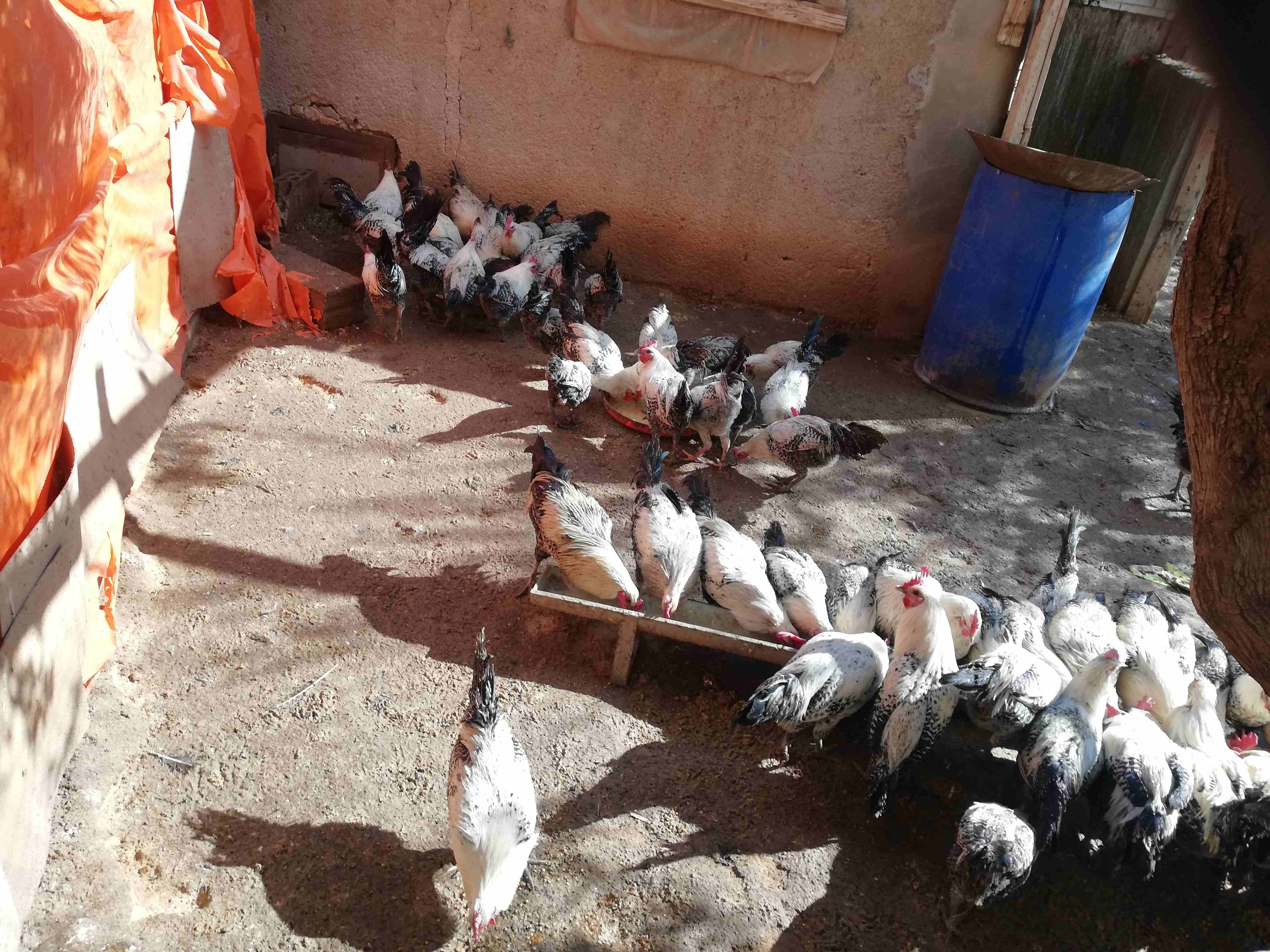 ديوك فيومي للذبح او التخصيب
لا تنسَ أنك شاهدت هذا الإعلان في عنكبوت
ديوك فيومي للذبح او التخصيب
س...