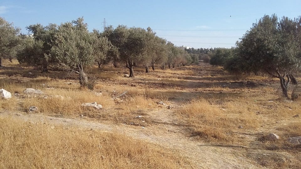الأردن - عمان
ارض للبيع في الجويدة/ المستندات و ام زعرورة - قرب مسجد ابو بكر الصديق
القرية: الجويدة
حوض: المستندات و ام زعرورة
الموقع: المنطقة الواقعة مقابل نادي الرماية الملكي - قرب مسجد ابو بكر...