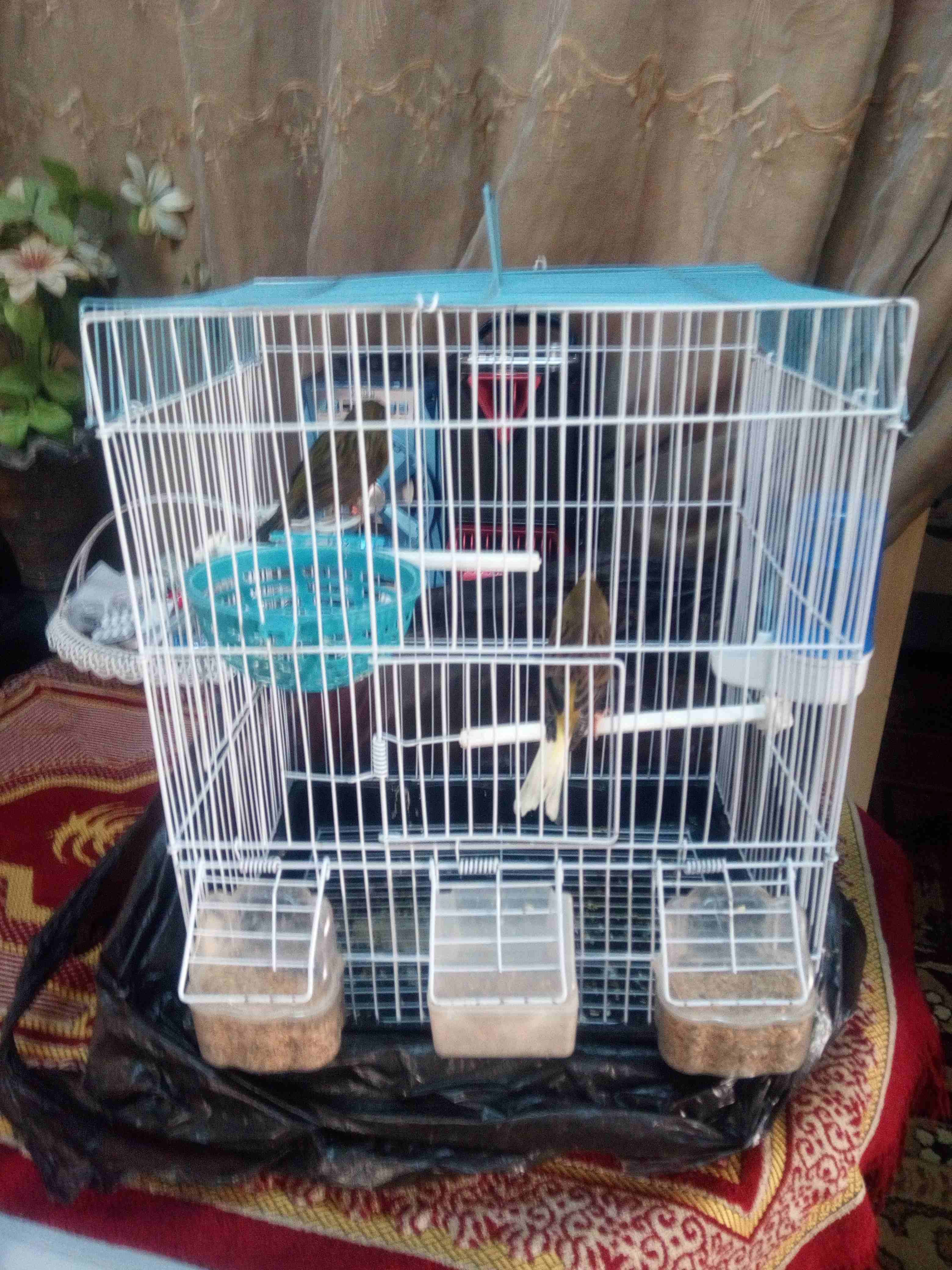 كنارات للبيع
لا تنسَ أنك شاهدت هذا الإعلان في عنكبوت
جوز كنار للبيع اول خيرهم الذكر حبشي زي النار...