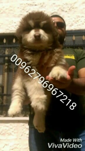 Gaint Alaskan Malamute
لا تنسَ أنك شاهدت هذا الإعلان في عنكبوت
بسم الله ما شاء الله ...
متاح...