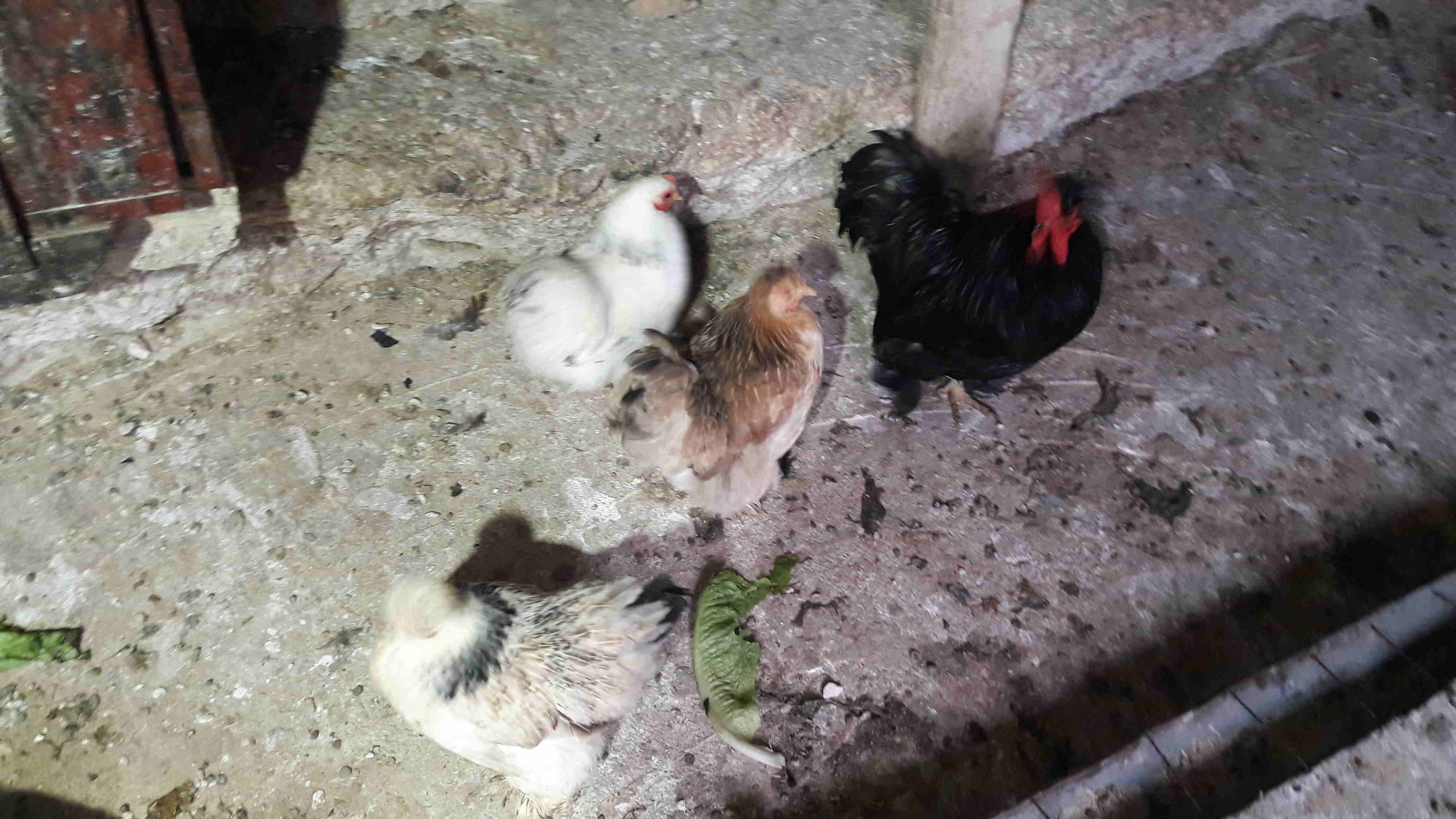 دجاج كشن مفطبل
لا تنسَ أنك شاهدت هذا الإعلان في عنكبوت
3 فرخات وديك على وجه شغل...