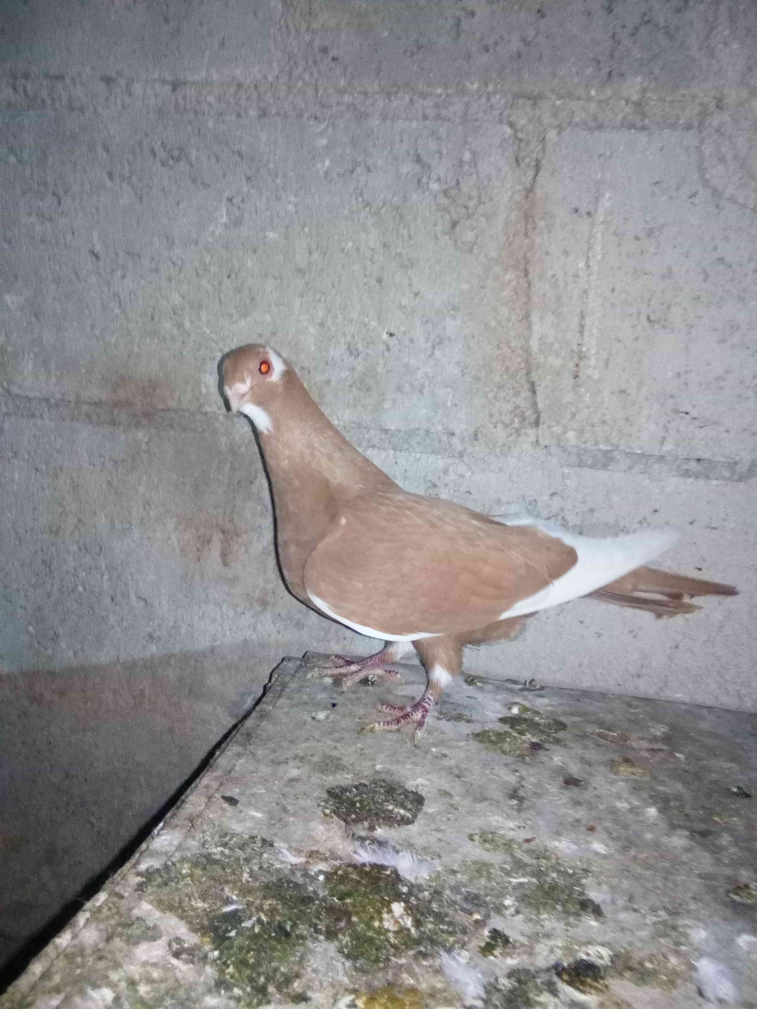 طيره مرقعه صفره للبيع
لا تنسَ أنك شاهدت هذا الإعلان في عنكبوت
....