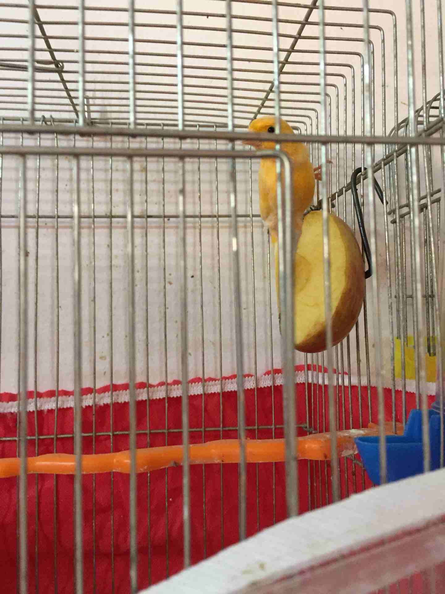 كنار فحل عمر سنه صوت جميل يتمتع بصحه ونظافه عاليه ( عمان جاوا )
لا تنسَ أنك شاهدت هذا الإعلان في عنكبوت...