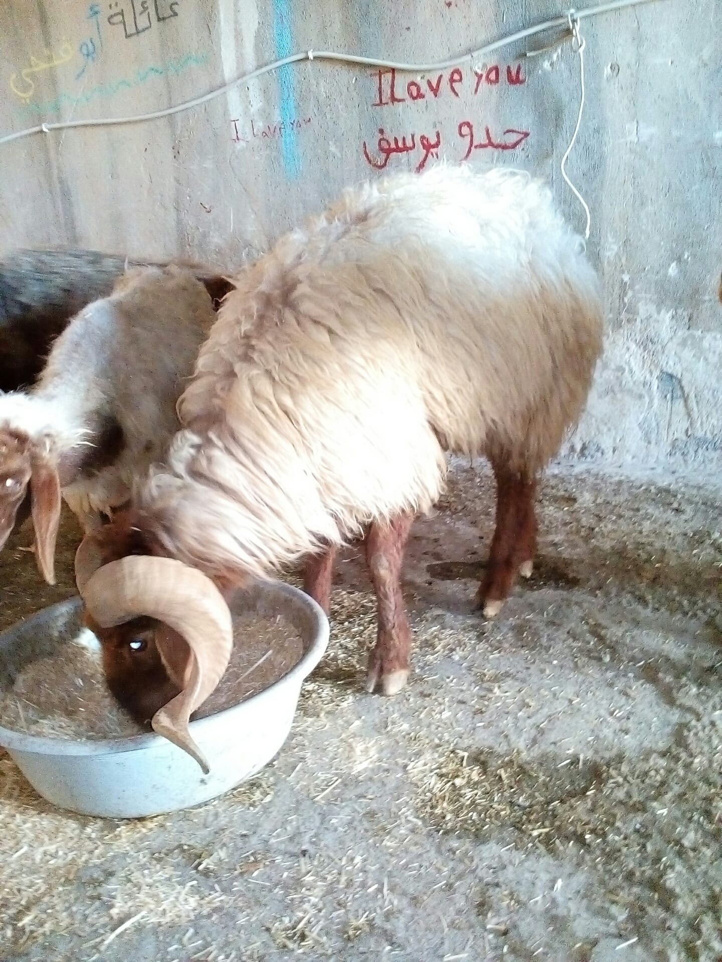 بس بلاش كبش حبات 120 دينار يابلاش
لا تنسَ أنك شاهدت هذا الإعلان في عنكبوت
كبش سن رباع معو حبا...