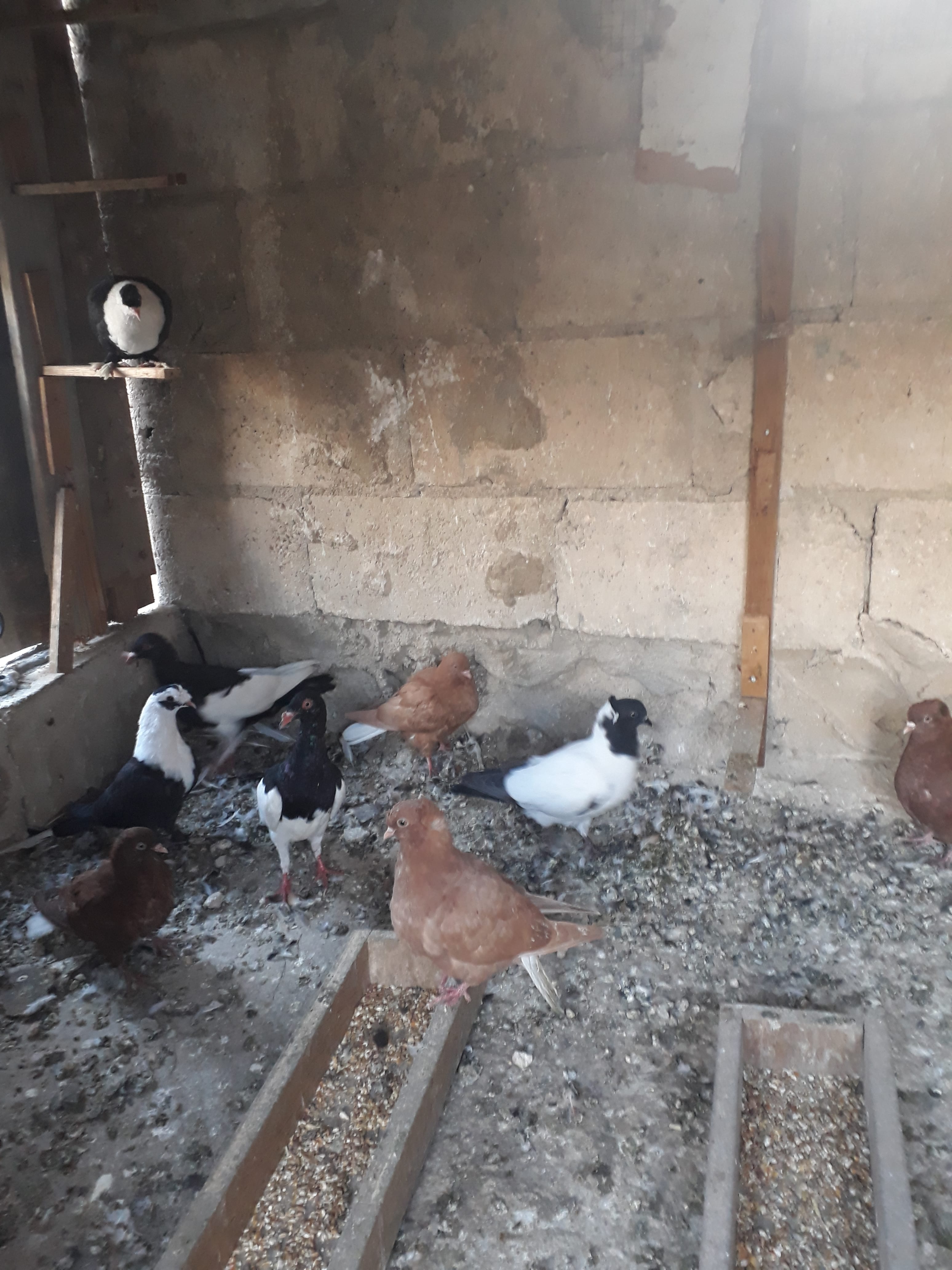 12 فرخ للبيع بواقي مشكله
لا تنسَ أنك شاهدت هذا الإعلان في عنكبوت
الرصيفه الجبل الشمالي
في منه...
