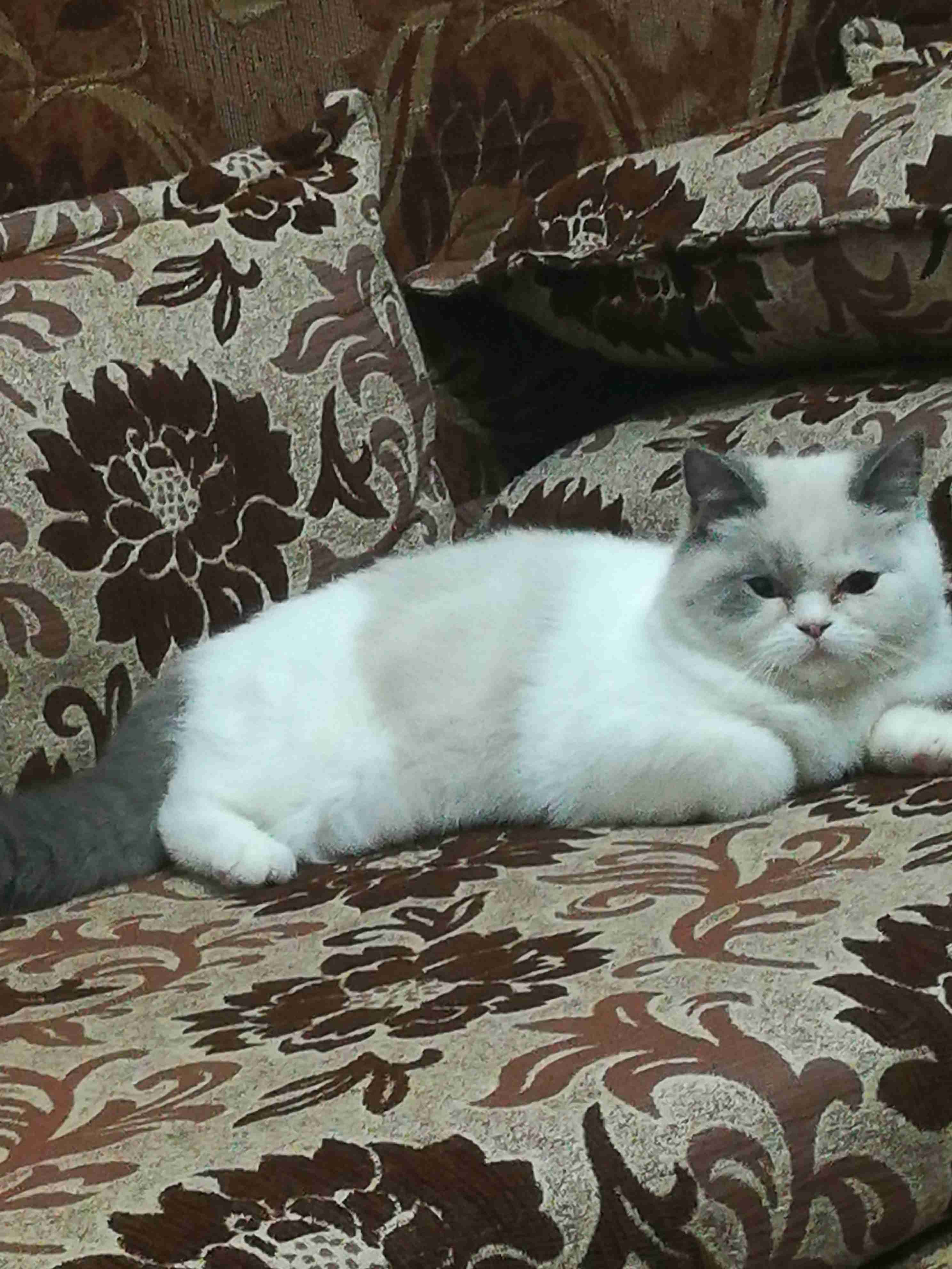 اربد الحي الجنوبي خلف مسجد علياء التل
لا تنسَ أنك شاهدت هذا الإعلان في عنكبوت
قطه شرا زيه لون...