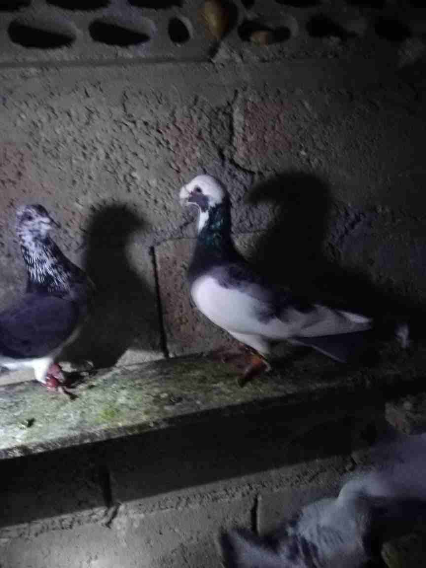 حمام طايره بعد مادبا مليح بيع كوم كالهى طيور حمام كش بيدك زي مابدك صوريخ
لا تنسَ أنك شاهدت هذا الإعلان في عنكبوت...