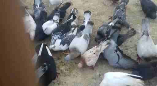 للبيع كوم قطعه كامله مكونه من50 طير مشكله 0799574074
لا تنسَ أنك شاهدت هذا الإعلان في عنكبوت...