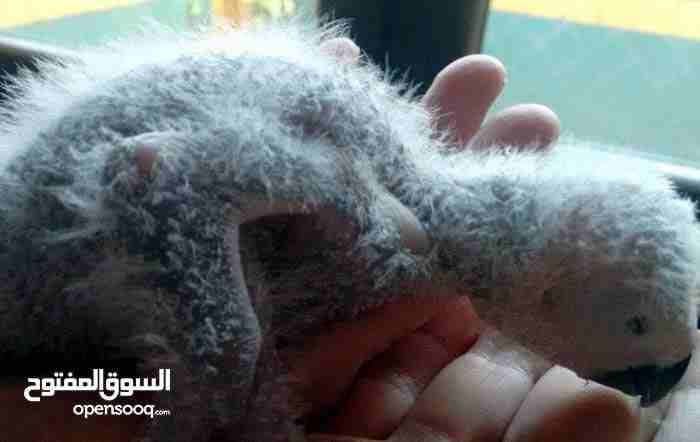 جوزين كاسكو للبيع
لا تنسَ أنك شاهدت هذا الإعلان في عنكبوت
جوز منتج عمر فقوق ال 7 سنوات مفحوص DNA...