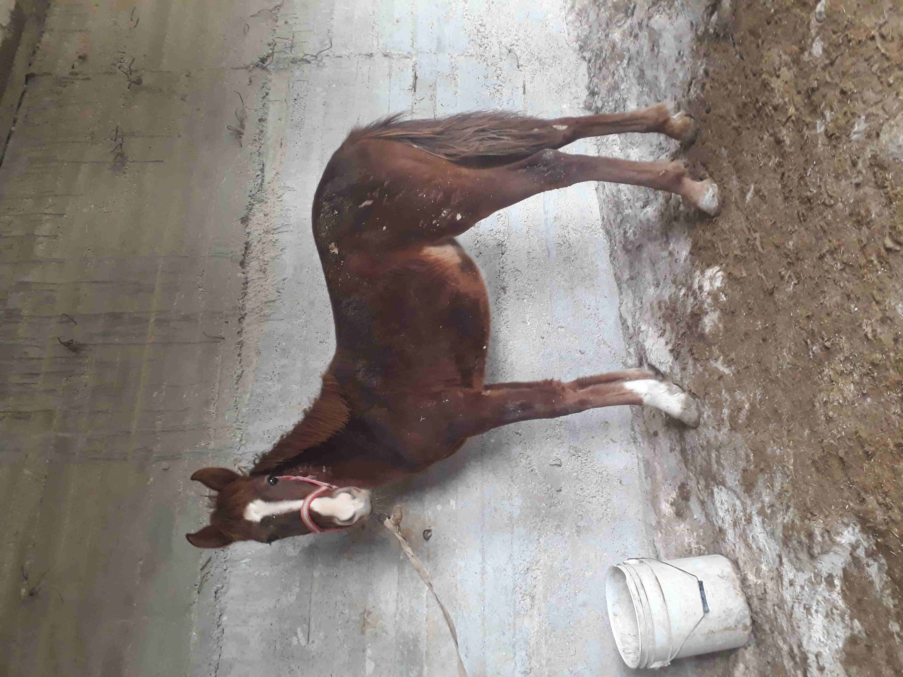 مهره بنت غيلان امها انقليزيه
لا تنسَ أنك شاهدت هذا الإعلان في عنكبوت
مهره بنت غيلان امها انقليزيه...