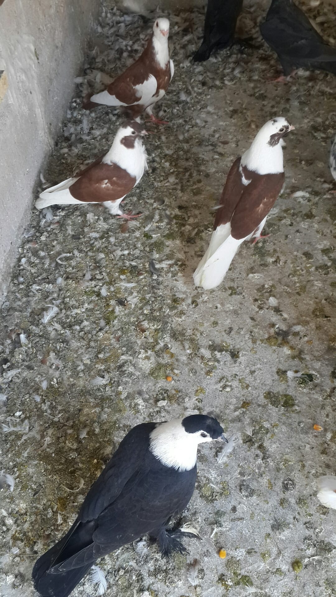 يوجد كوم فراخ انواع فطم جديد واشي بواقي ألوان لا اتابع الرسائل 0796513536 على ال
لا تنسَ أنك شاهدت هذا الإعلان في عنكبوت
07965...