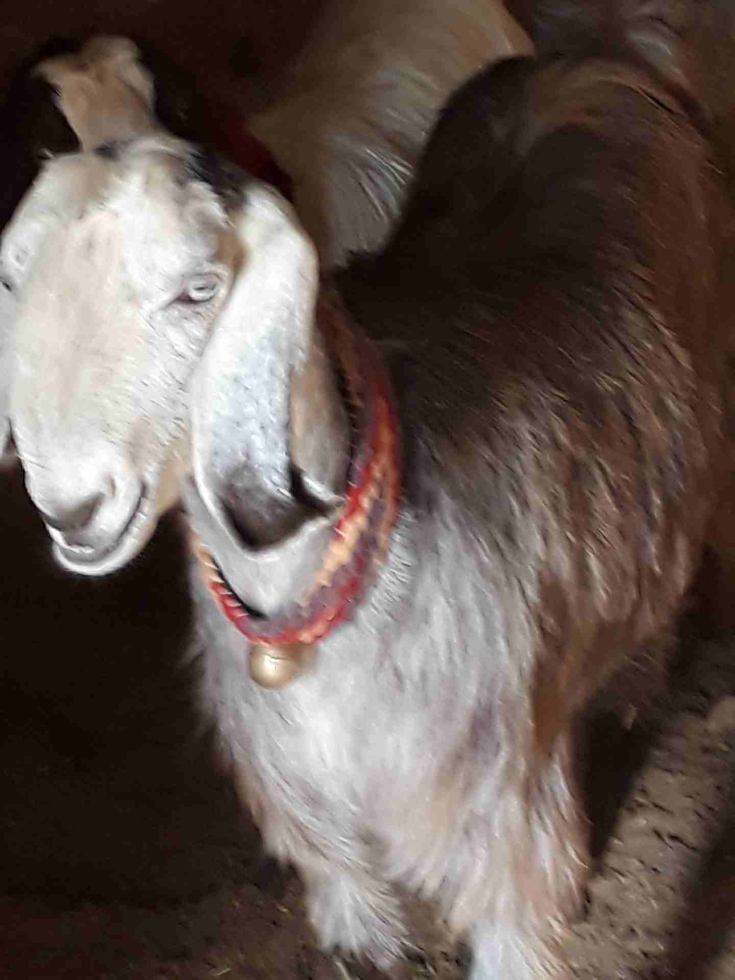 ثنيه كفاله حليب
لا تنسَ أنك شاهدت هذا الإعلان في عنكبوت
ثنيه كفاله حليب موجوده بالمفرق...