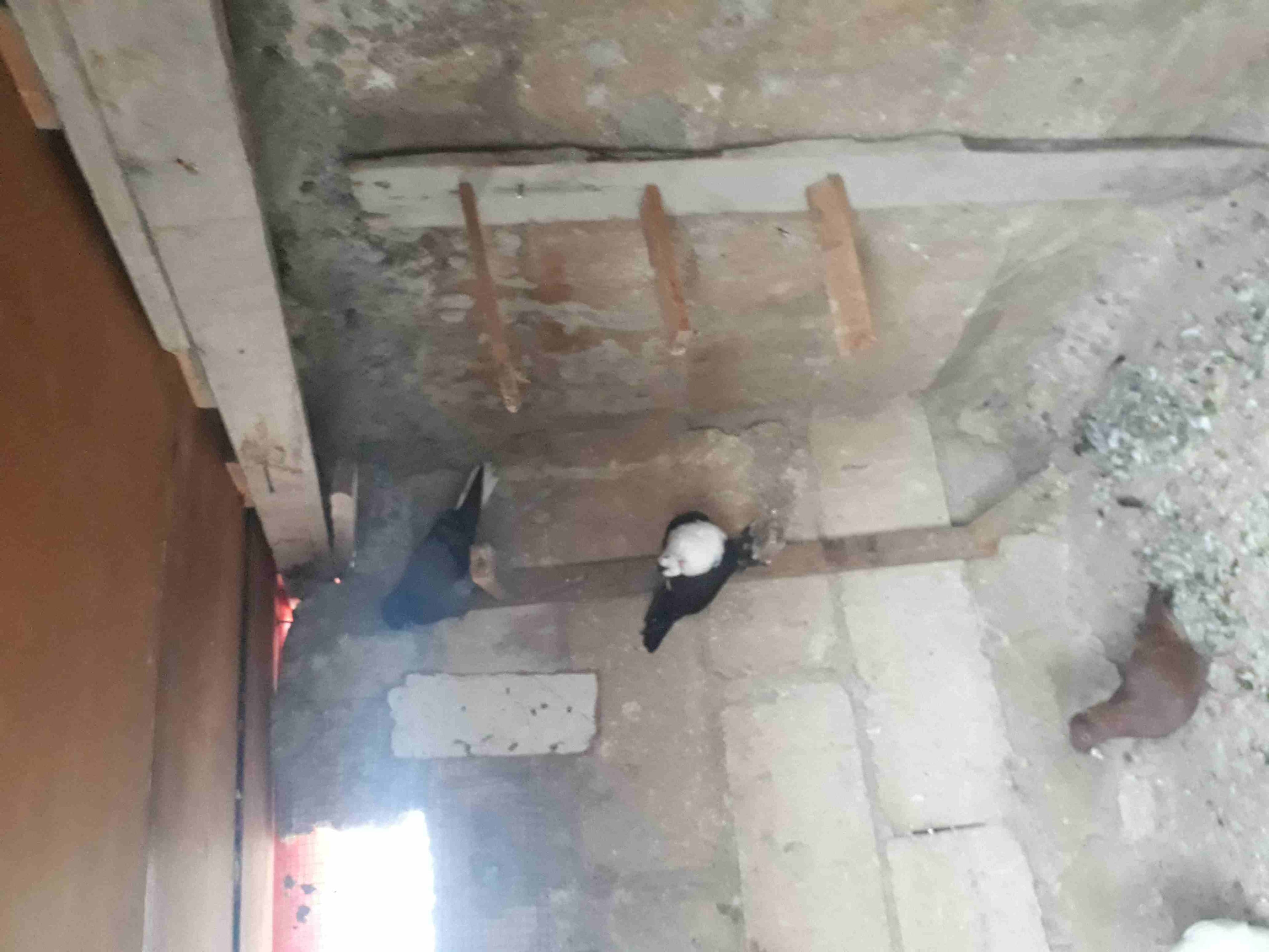 4 فراخ للبيع
لا تنسَ أنك شاهدت هذا الإعلان في عنكبوت
الرصيفه الجبل الشمالي
4 فراخ للبيع وعليهم فر...