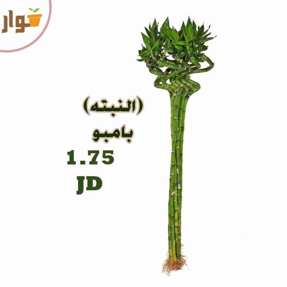 نباتات زينة داخلية وخارجية وقواوير سيراميك نوع فاخر
لا تنسَ أنك شاهدت هذا الإعلان في عنكبوت
ل...