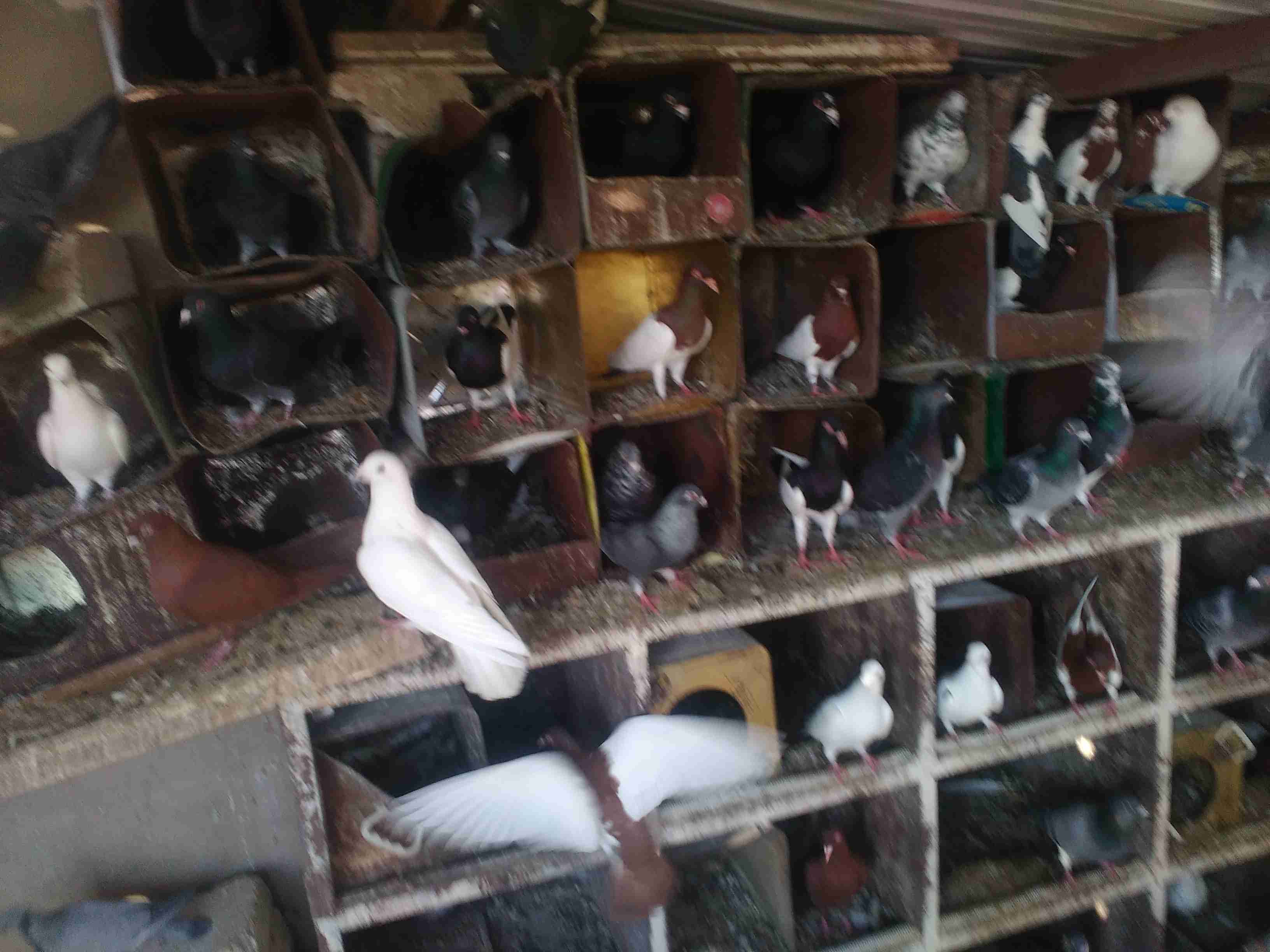 حمام اجنبي بصلاه ع نبي كله شغال
لا تنسَ أنك شاهدت هذا الإعلان في عنكبوت
مايقارب 40جوز...
