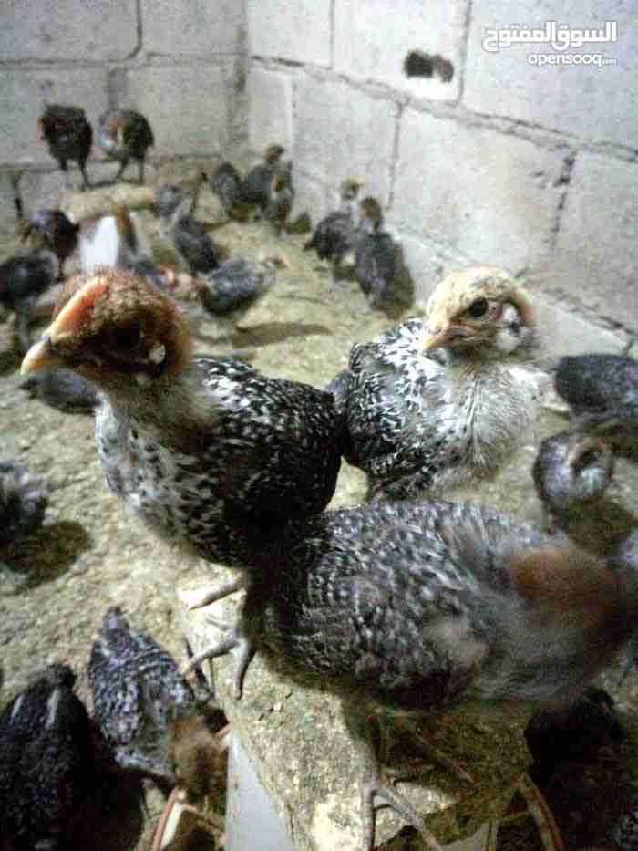 صيصان فيومي عمر 20 يوم
لا تنسَ أنك شاهدت هذا الإعلان في عنكبوت
يوجد صيصان فيومي عمر 20 يوم
صح...