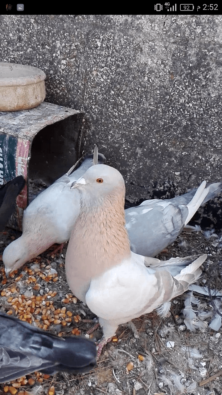 للبدل للبدل ع حمام بلدي 9جواز مع بيض وفراخ .اكثر من نصها ريحاني شرعات وعروق
لا تنسَ أنك شاهدت هذا الإعلان في عنكبوت...