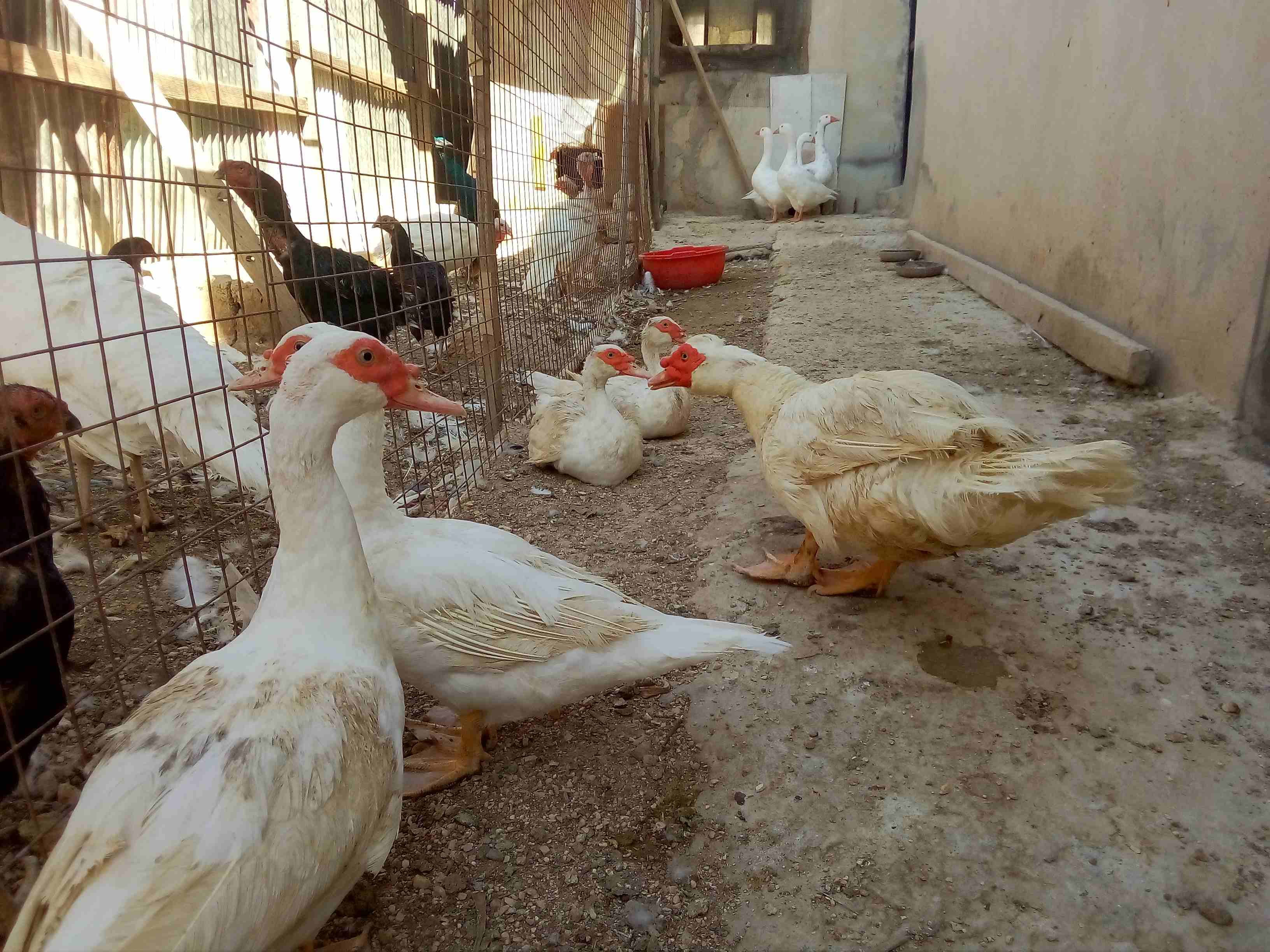 بيض بط مسكوفى نخب
لا تنسَ أنك شاهدت هذا الإعلان في عنكبوت
مسكوفي نخب اصلي...