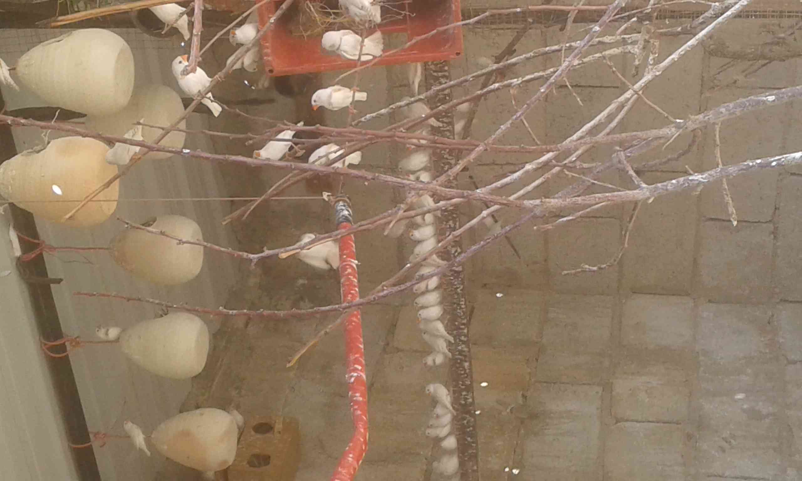 جنة ابيض للبيع مع امكانية التبديل على كنار او حب
لا تنسَ أنك شاهدت هذا الإعلان في عنكبوت
جنة...