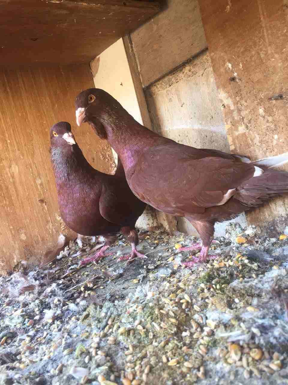 جوزين شغلات للبيع او البدل
لا تنسَ أنك شاهدت هذا الإعلان في عنكبوت
جواز شغلات...