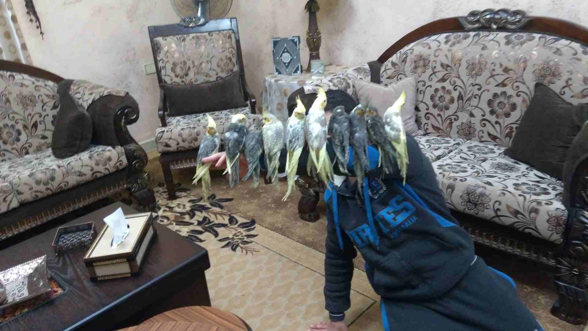 كوكتيل أليف
لا تنسَ أنك شاهدت هذا الإعلان في عنكبوت
ما شاء الله
عرض خاص يا بلاش بلدي صحة ونظافة
ك...