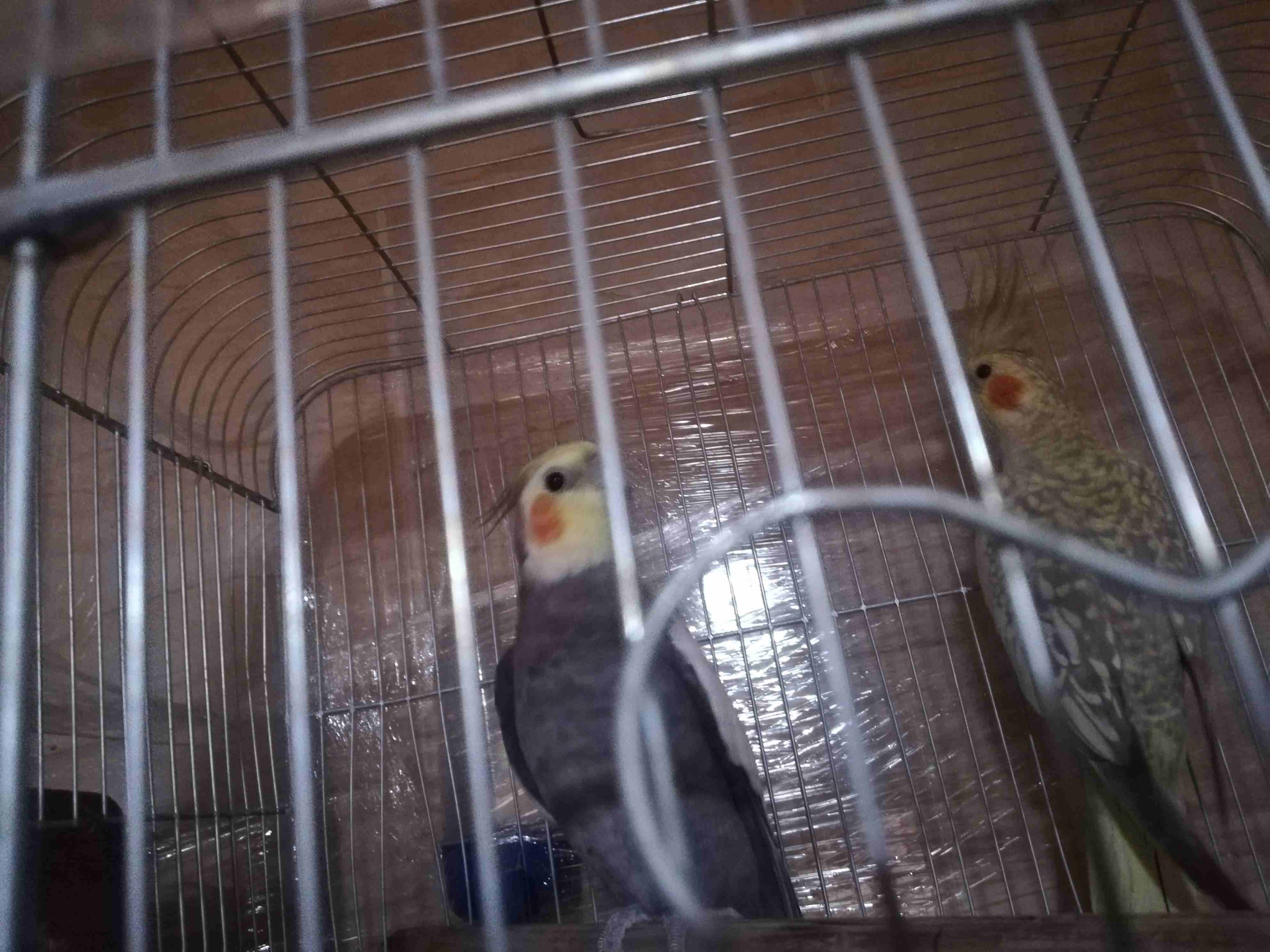 جوز كوكتيل للبيع
لا تنسَ أنك شاهدت هذا الإعلان في عنكبوت
جوز كوكتيل ذكر بلدي و الأنثى ايزابيل صحه...