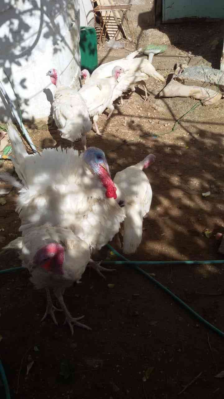 حبش للبيع
لا تنسَ أنك شاهدت هذا الإعلان في عنكبوت
حبش للبيع ذكور تكبيس واناثي بياضه صحه تمام...