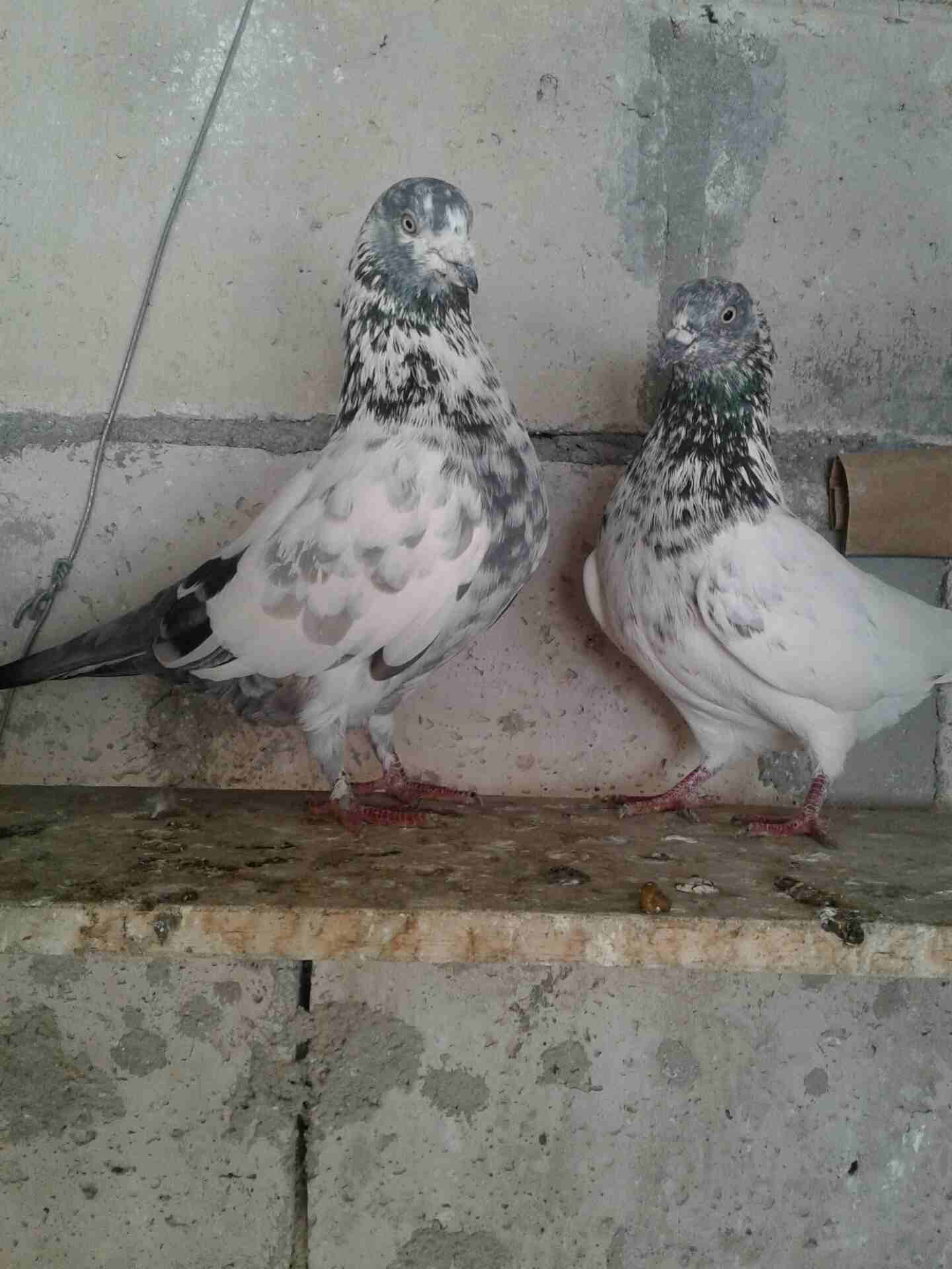 حمام اصلي
لا تنسَ أنك شاهدت هذا الإعلان في عنكبوت
جوز زواجل طيره زاجل جوز باكستاني...