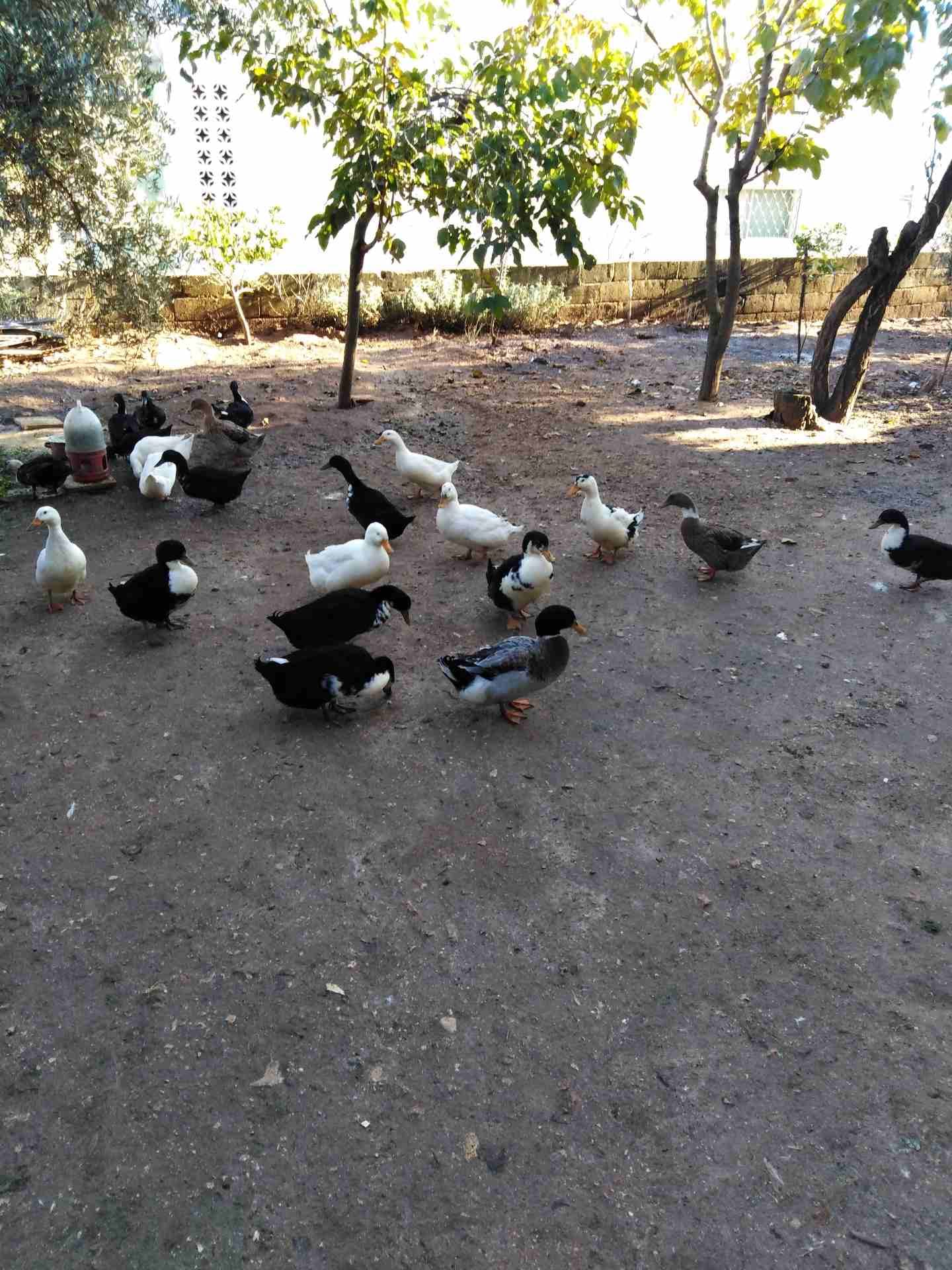 بط.. 5 زوج
لا تنسَ أنك شاهدت هذا الإعلان في عنكبوت
بط 4شهور ذكور واناث بالزوج.. اتابع التعليقات ف...
