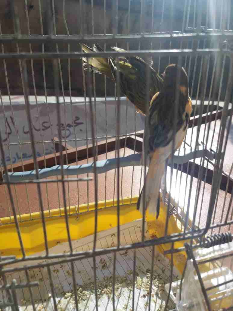 جوز كنار انتاجهم عندي منهم 2مخاليف الاهالي للبيع فقط25دينار
لا تنسَ أنك شاهدت هذا الإعلان في عنكبوت...
