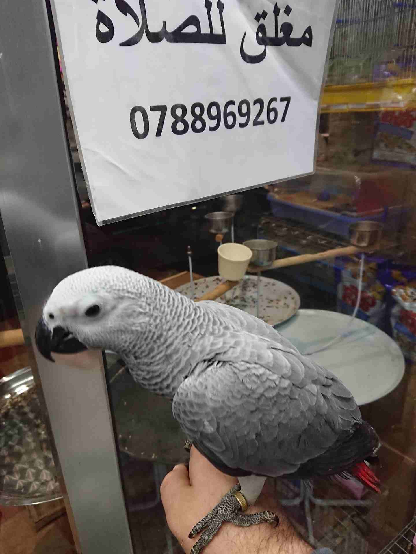 فرخ كاسكو مزارع للمربين الكاسكو فرخ الحلم عين سودة حجل دهبي رأس الطير.
لا تنسَ أنك شاهدت هذا الإعلان في عنكبوت...