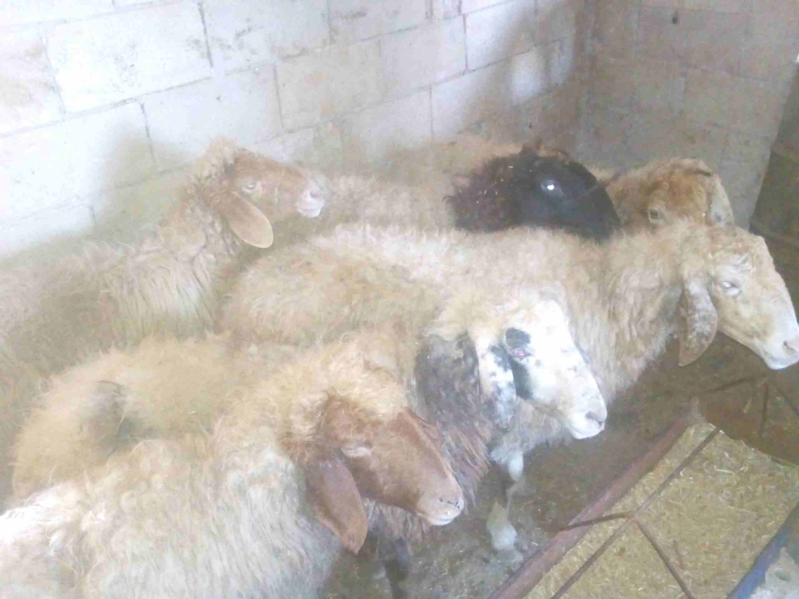 سبع نعجات سن صغير للبيع
لا تنسَ أنك شاهدت هذا الإعلان في عنكبوت
النعاج سن صغير واعشار من ثلاث اشه...
