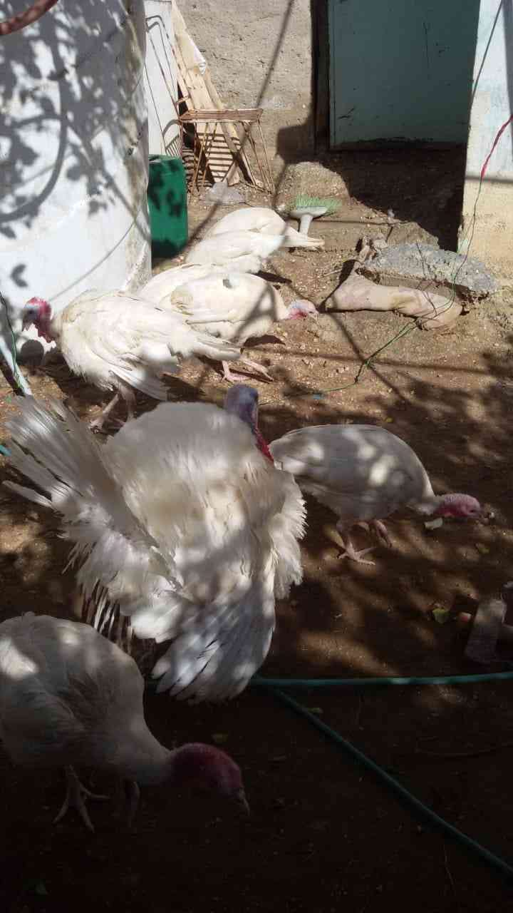 حبش للبيع
لا تنسَ أنك شاهدت هذا الإعلان في عنكبوت
حبش للبيع ذكور تكبيس واناثي بياضه صحه تمام...