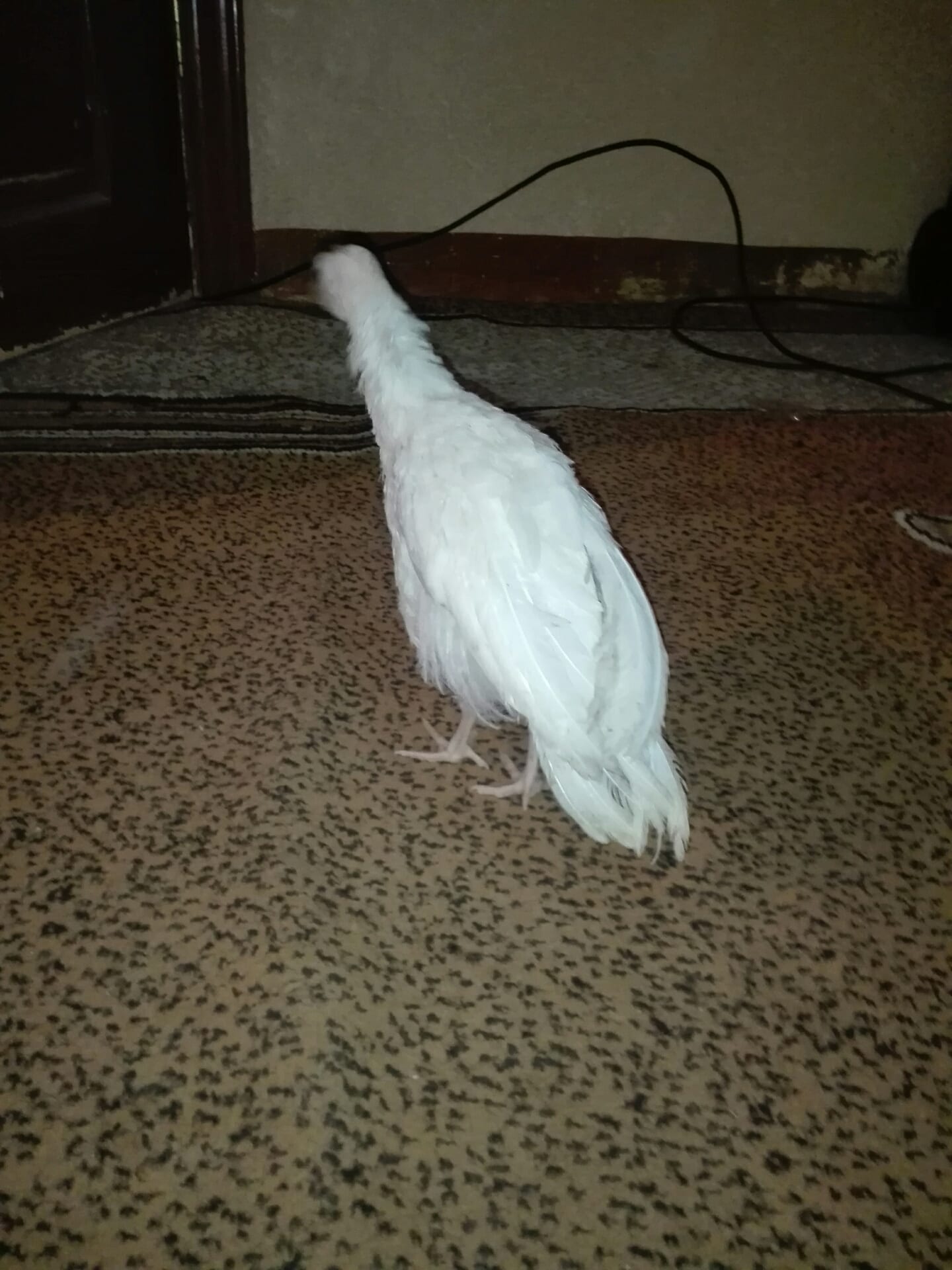 صوص حبش عمره شهرين مع صوص بلدي
لا تنسَ أنك شاهدت هذا الإعلان في عنكبوت
صوصين واحد حبش وواحد ب...