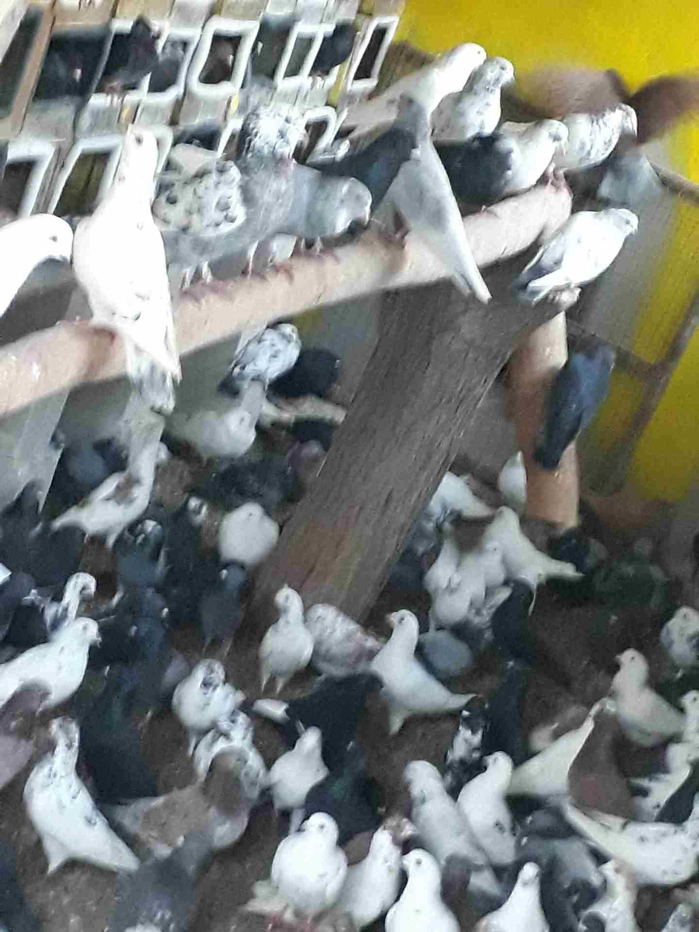 حمام بلدي للبيع عمان الجوز 3 دنانير الجوز
لا تنسَ أنك شاهدت هذا الإعلان في عنكبوت
عمان 079985...