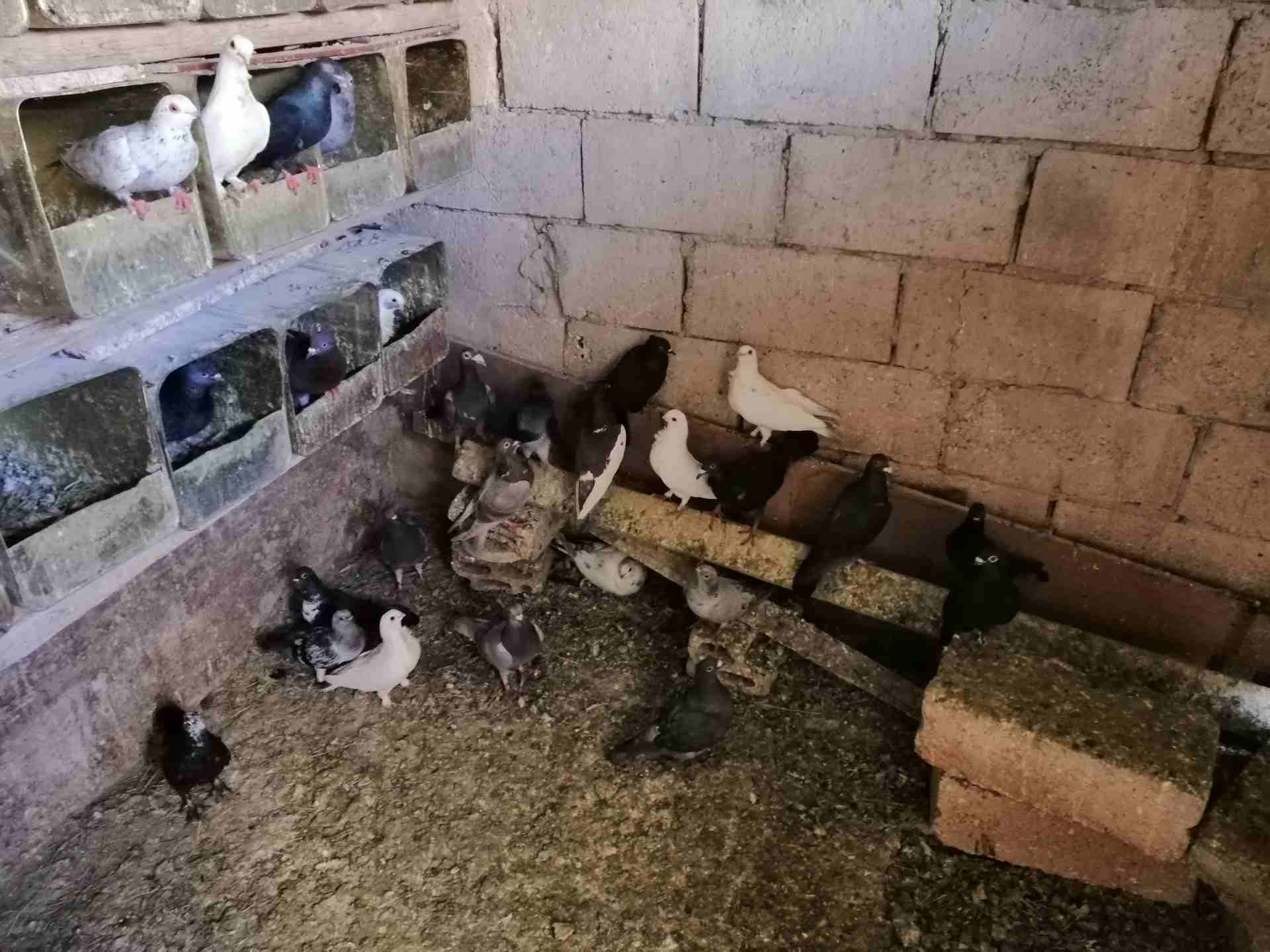 حمام للبيع عمان البنيات
لا تنسَ أنك شاهدت هذا الإعلان في عنكبوت
حمام بلدي عدد 20 زوج
حمام بولندي...