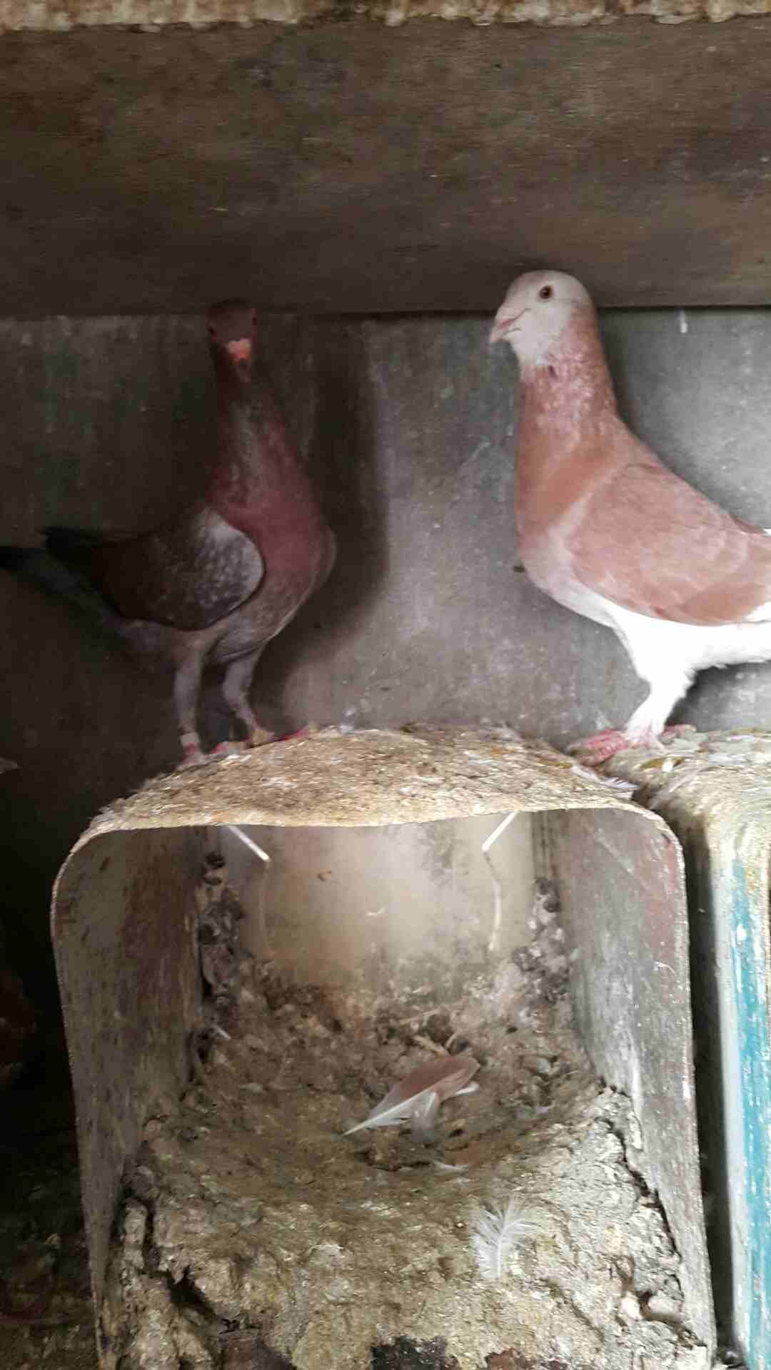 جوز دبسي على منمرة معهم فراخ بسعر حرق
لا تنسَ أنك شاهدت هذا الإعلان في عنكبوت
السلام عليكم
دبسي ب...