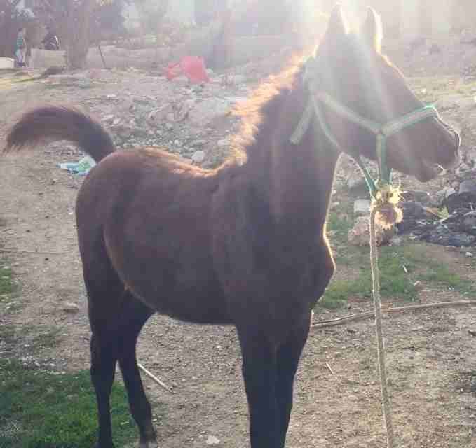 خيل للبيع
لا تنسَ أنك شاهدت هذا الإعلان في عنكبوت
حصان عمره 4 شهور ابن غيلان0798508955
ر...